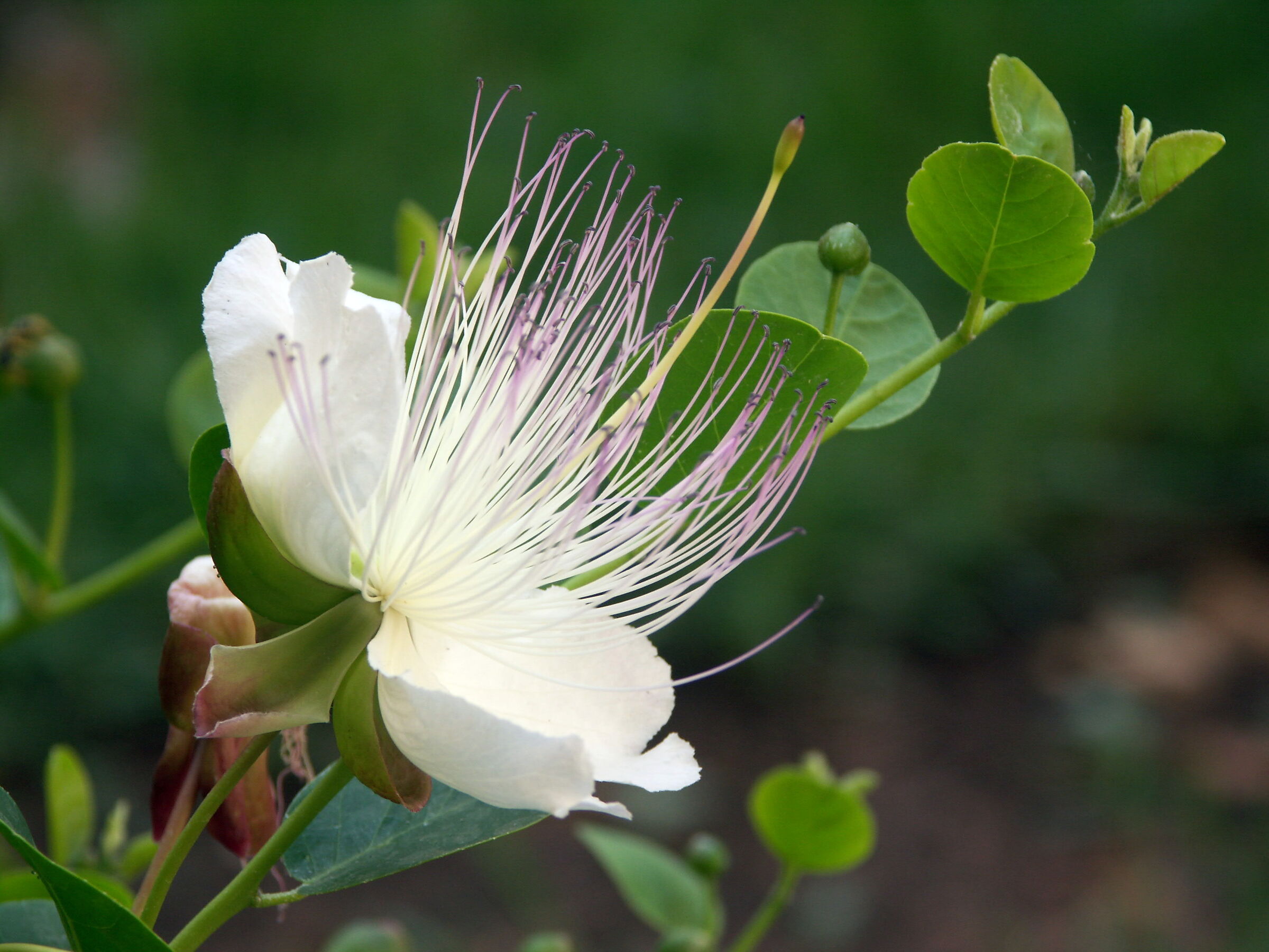Fiore del cappero
