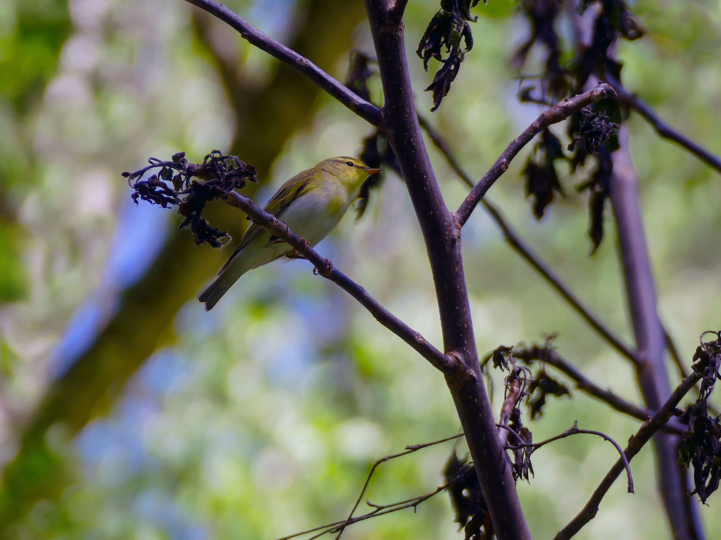 Świstunka leśna (Phylloscopus sibilatrix)
