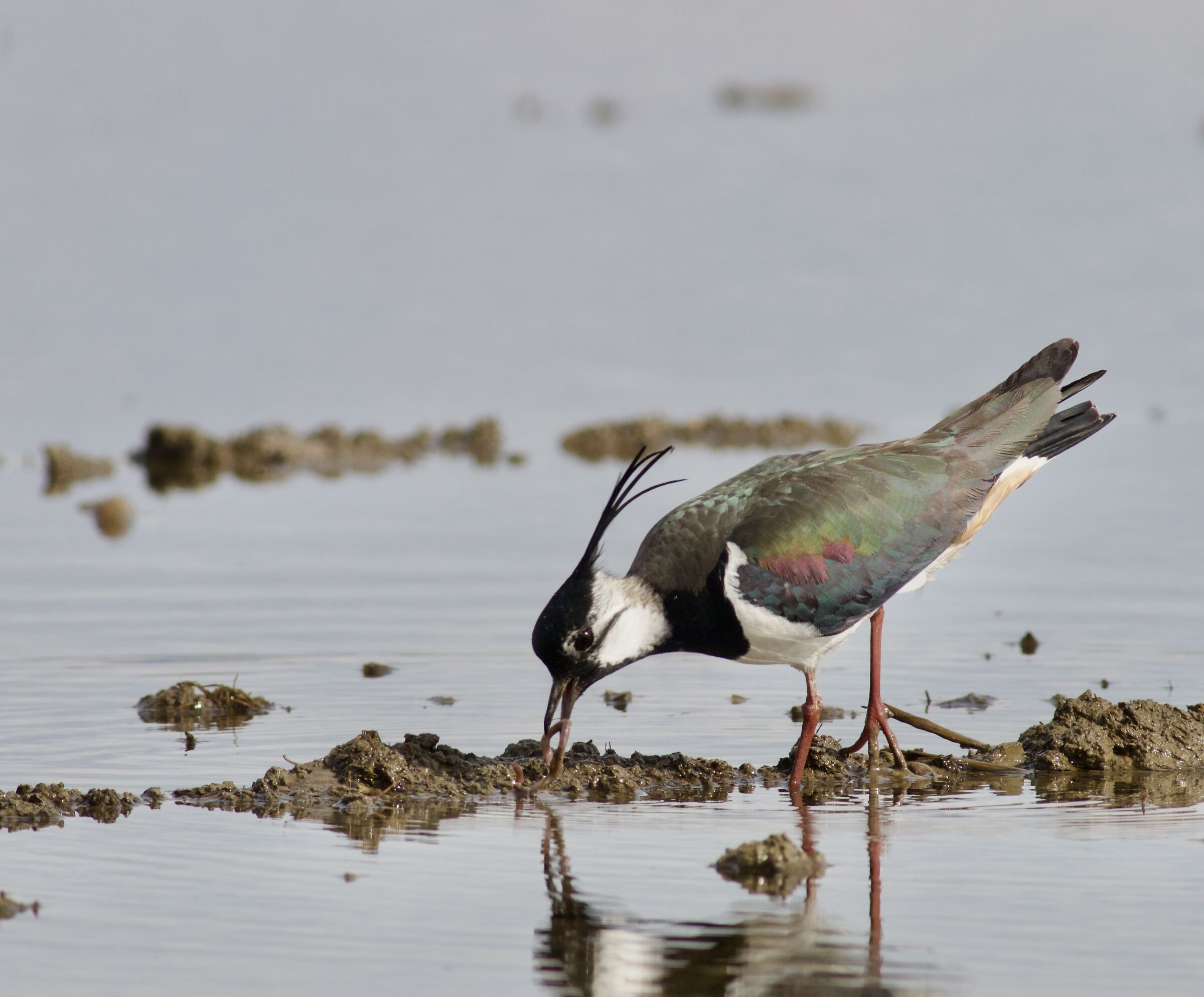 Pavoncella - risaie novaresi