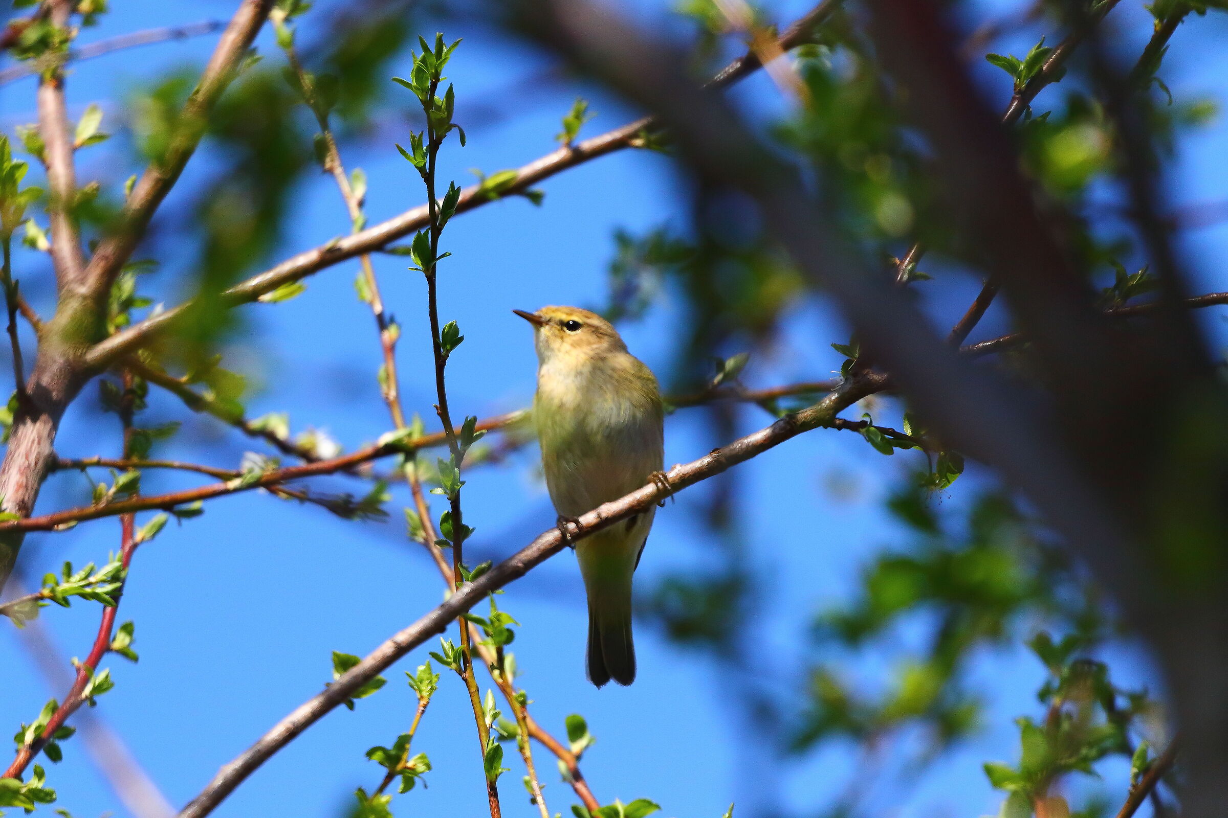 He 13 March 2024 - 7031