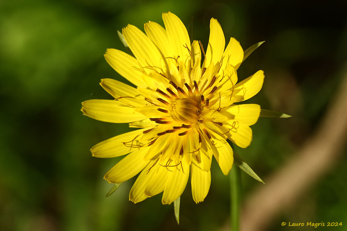 Barba di becco dei prati