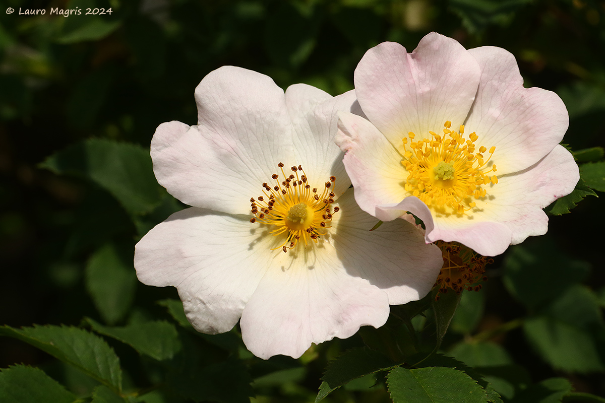 Rosa canina