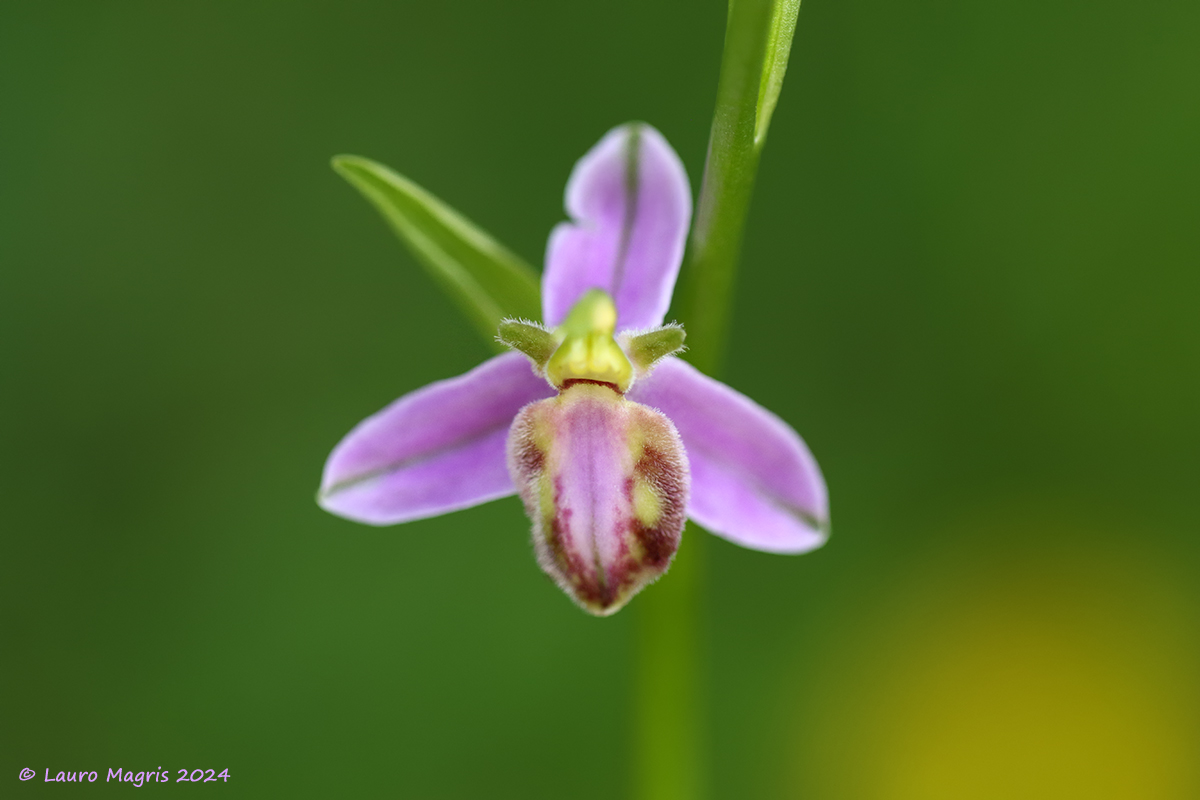 Ophrys apifera var. tilaventina "