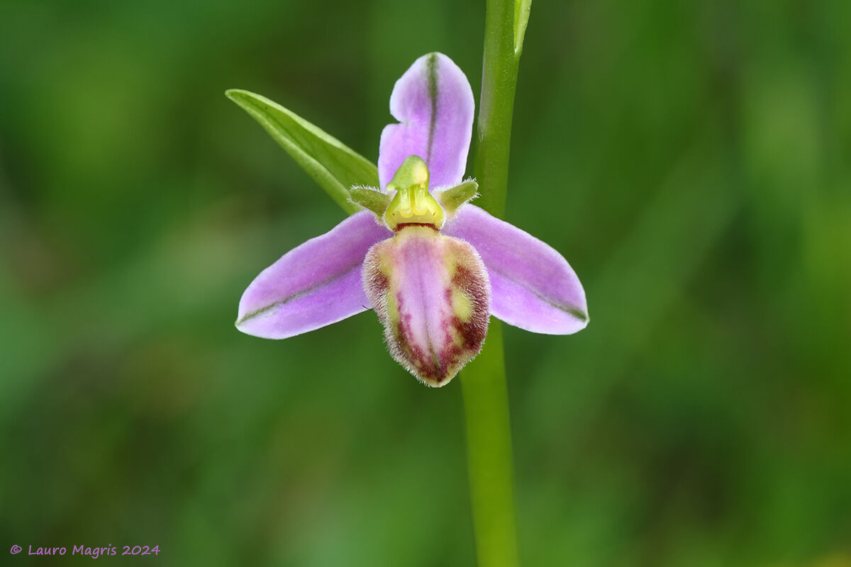 Fior di vespa (Ophrys apifera)