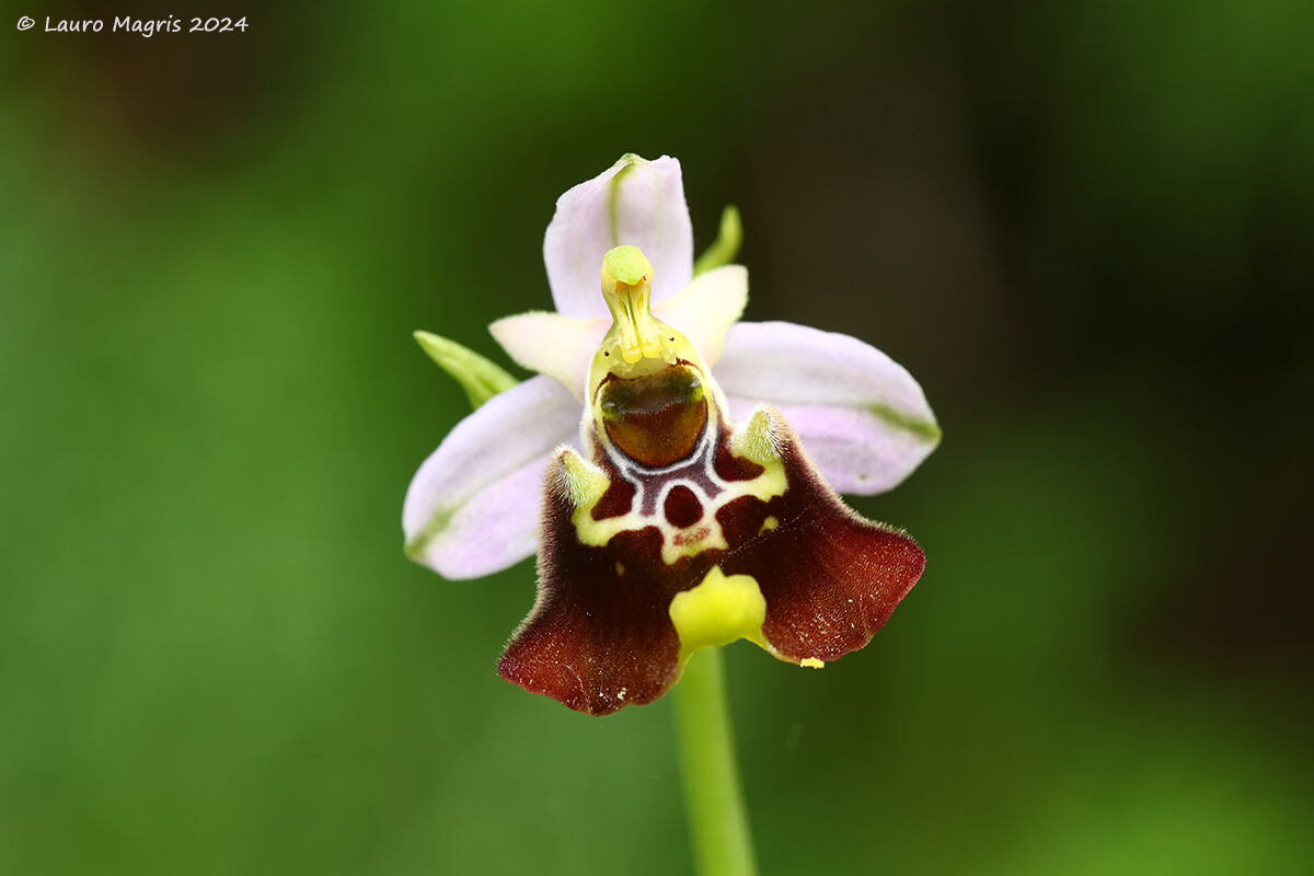 Fior bombo (Ophrys fuciflora)