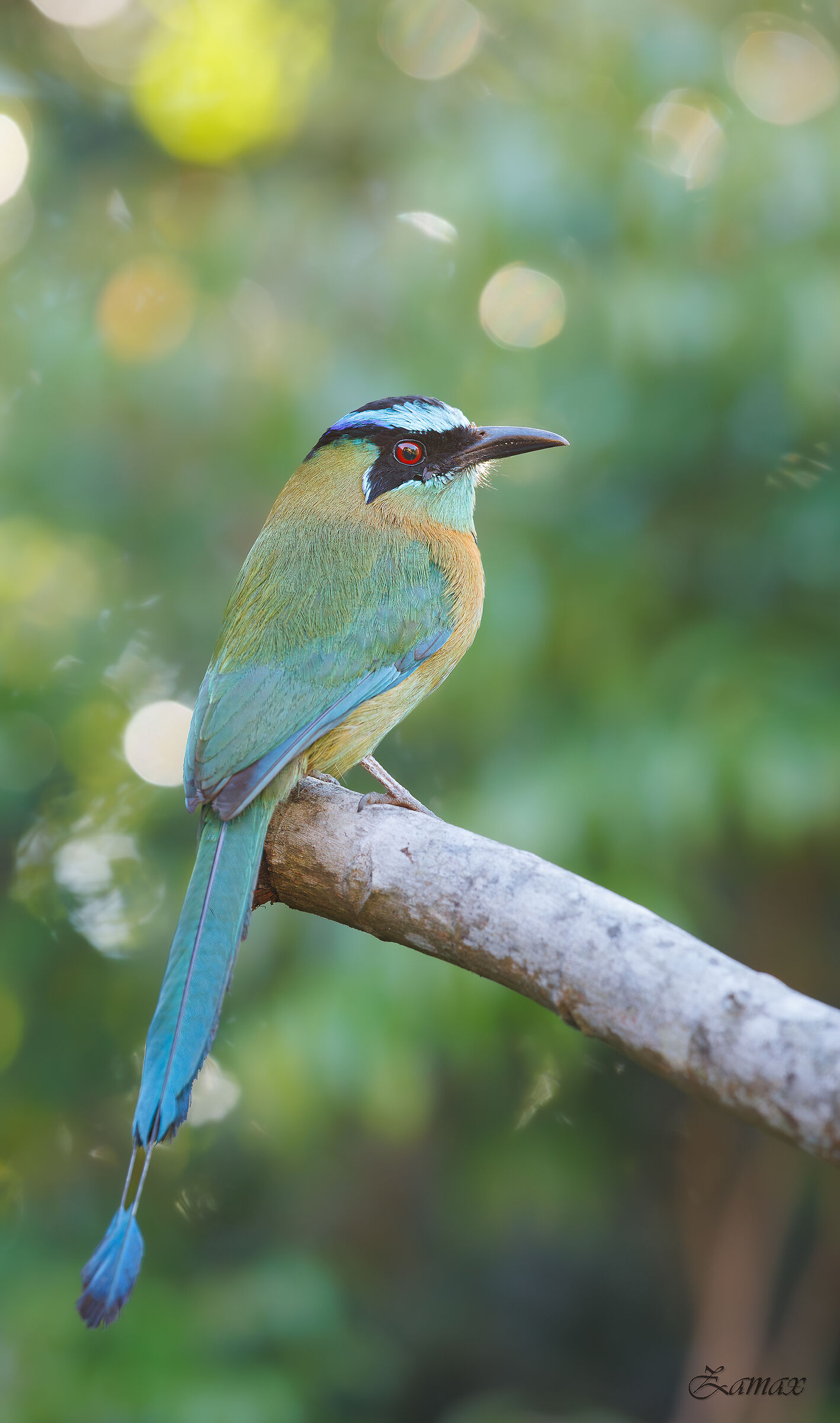 Motmot Dalla Corona Blù