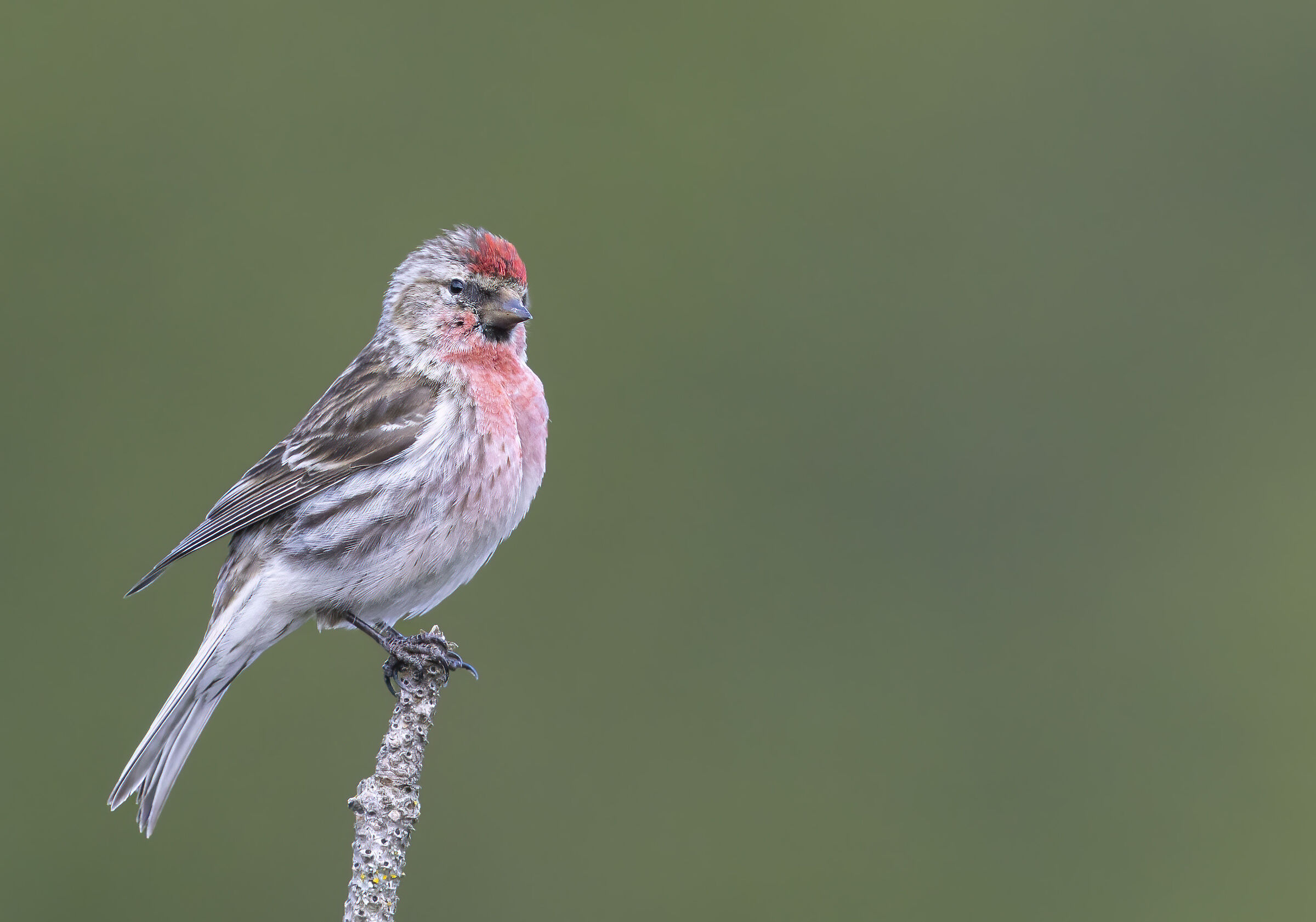 organetto 22 maggio 2024