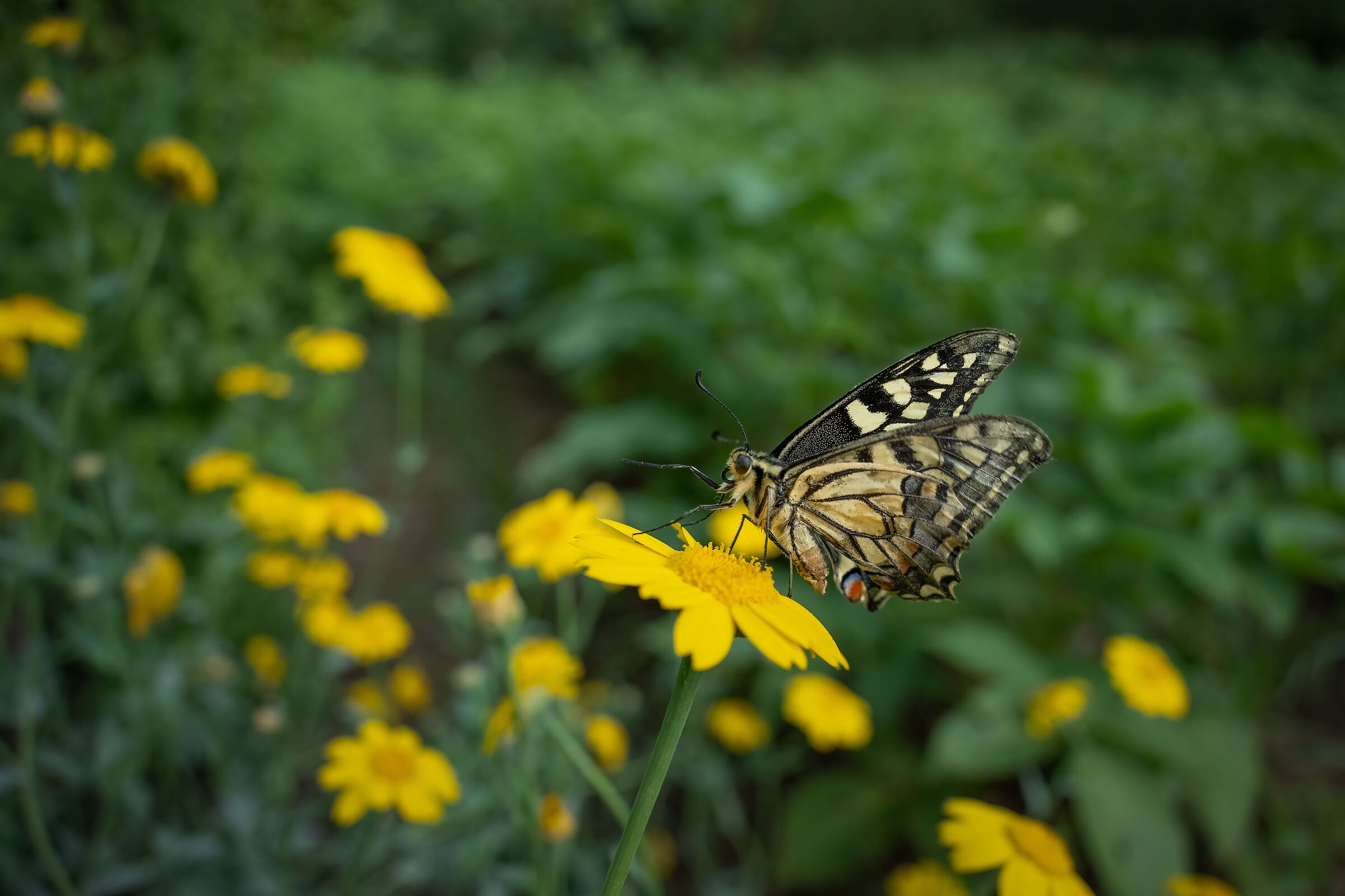 The macaon in the garden