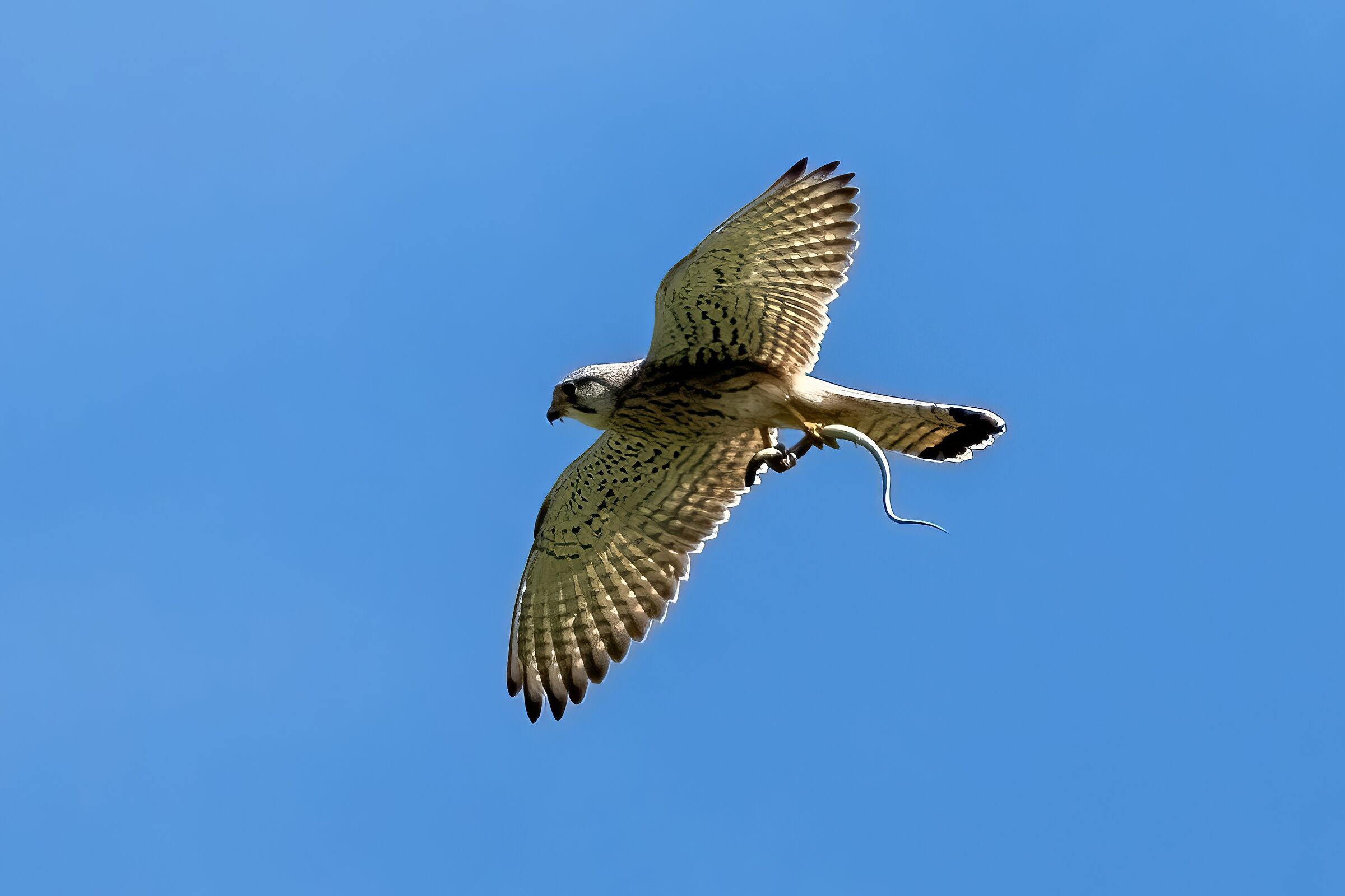 Kestrel (Falco tinnunculus)