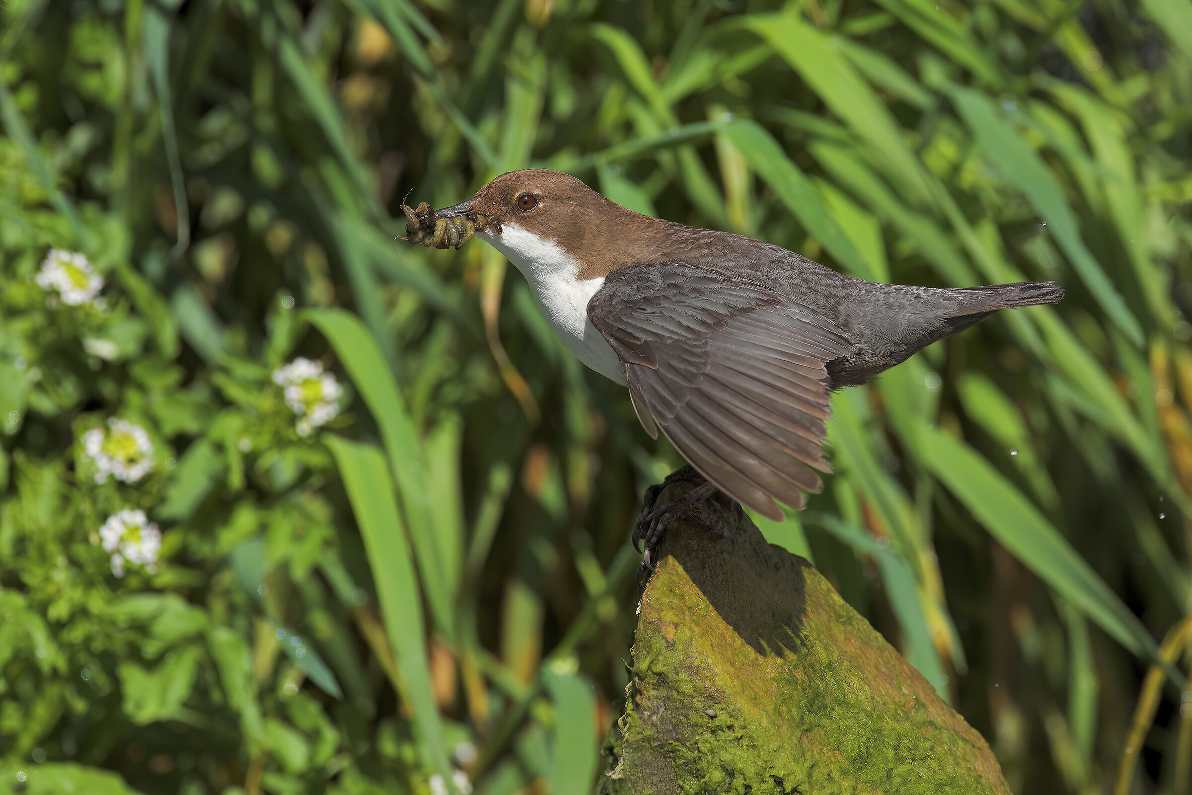White-throated dipper