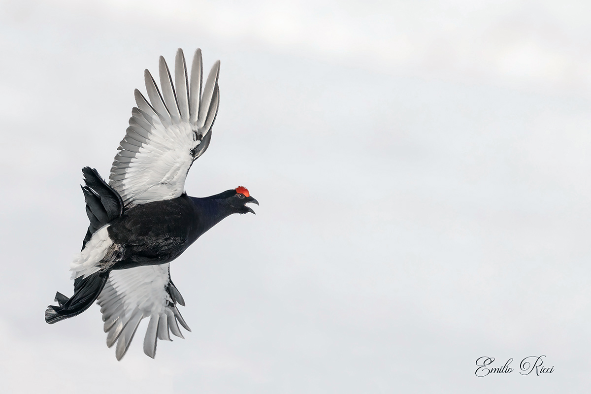 Black grouse