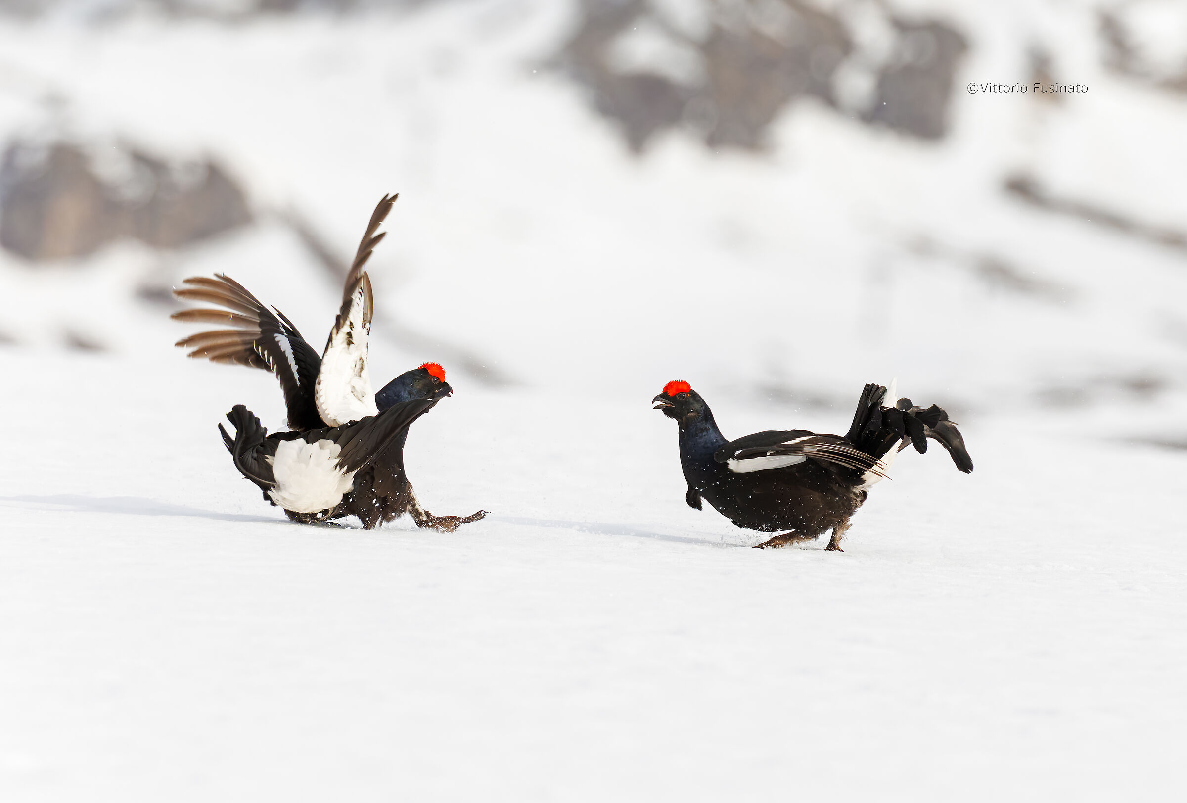 Lyrurus tetrix...duello