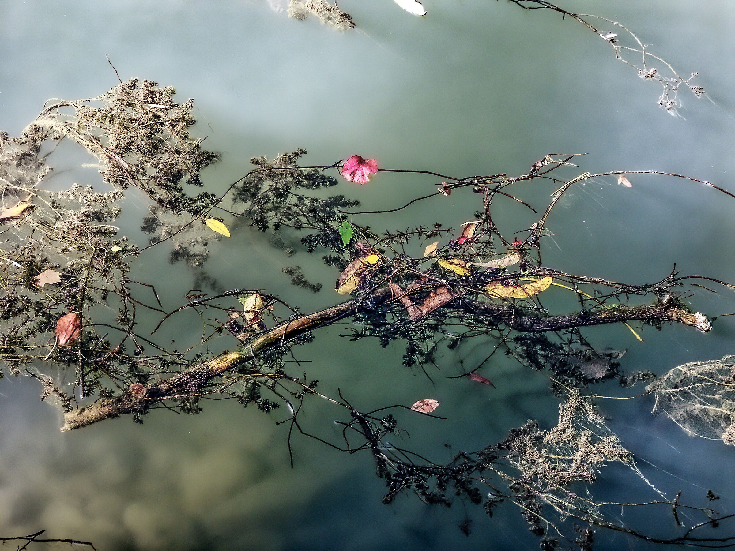 Aquatic shrubs