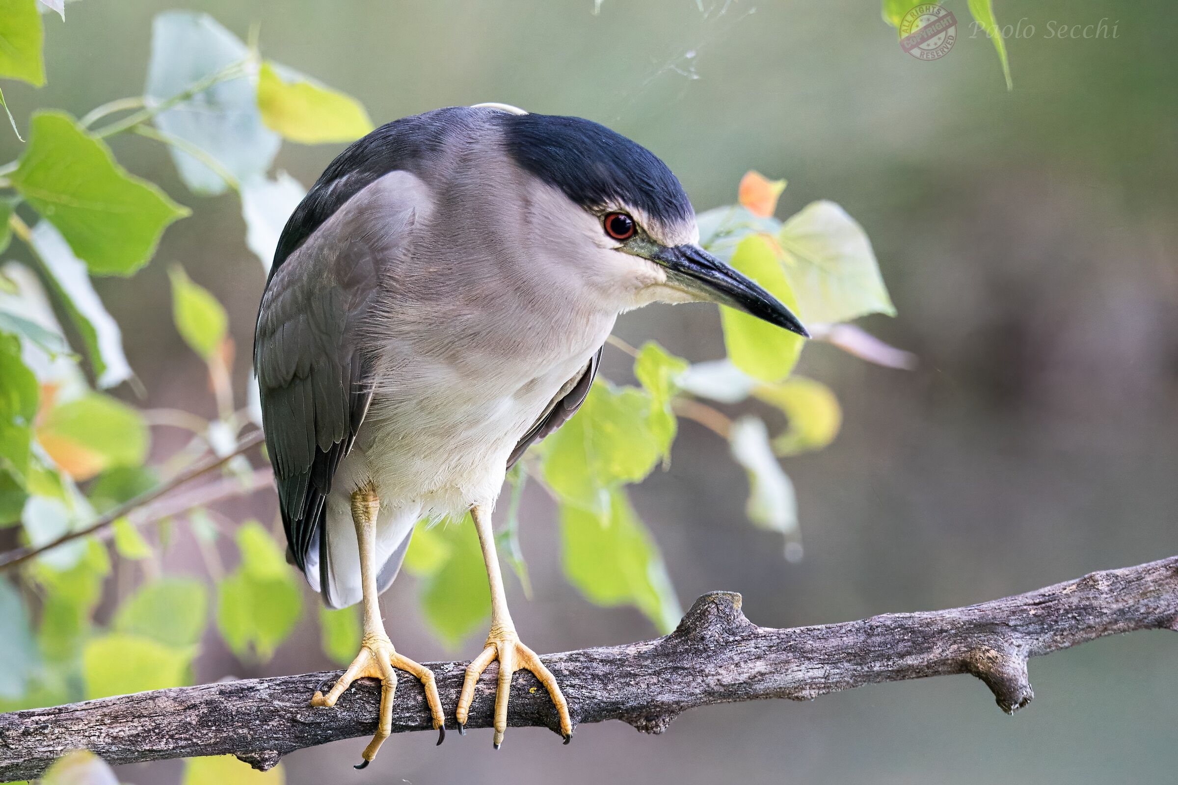 Night Heron
