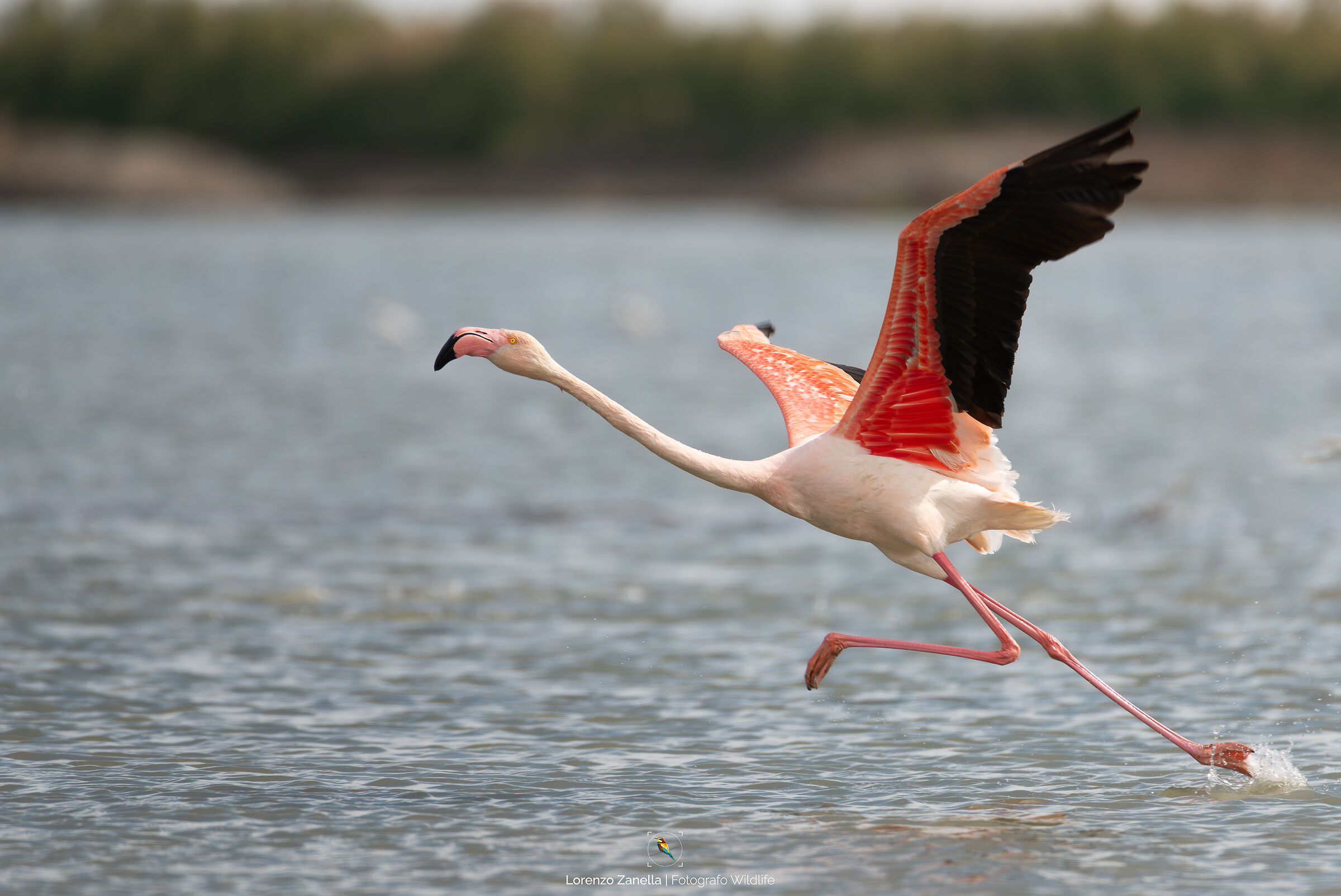 Fenicottero rosa in partenza