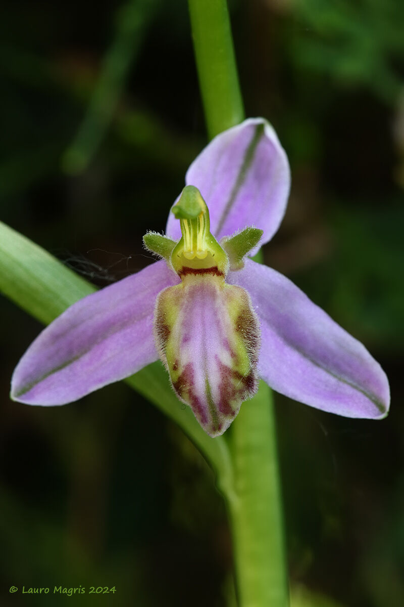 Ophrys apifera