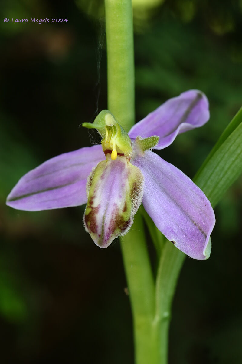 Ophrys apifera var.tilaventina - Fior di vespa