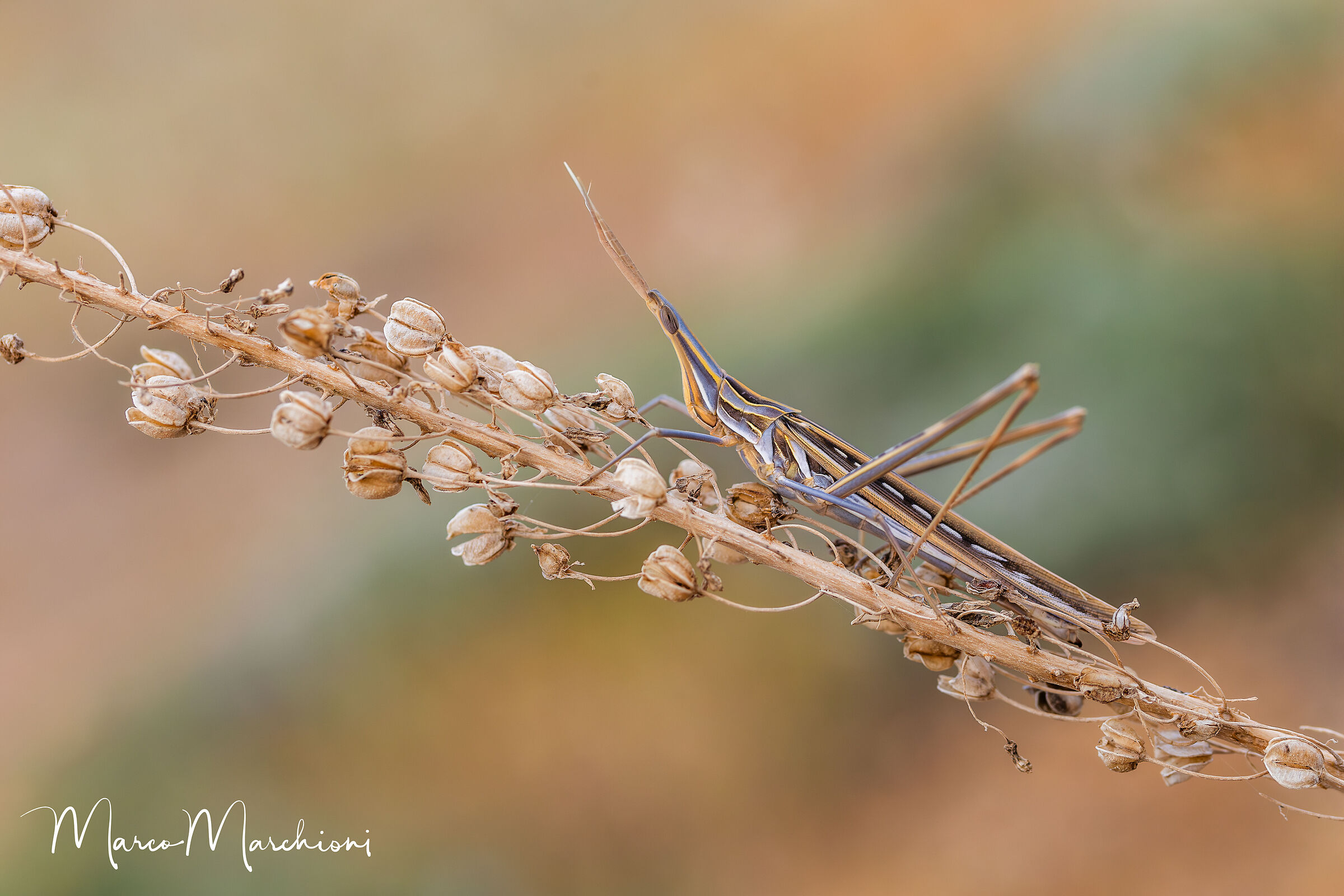 Truxalis eximia