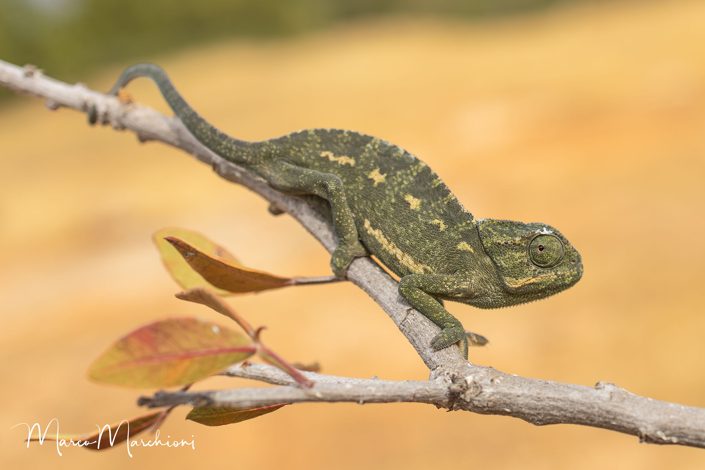 Common chameleon (Chamaeleo chamaeleon rectricrista)