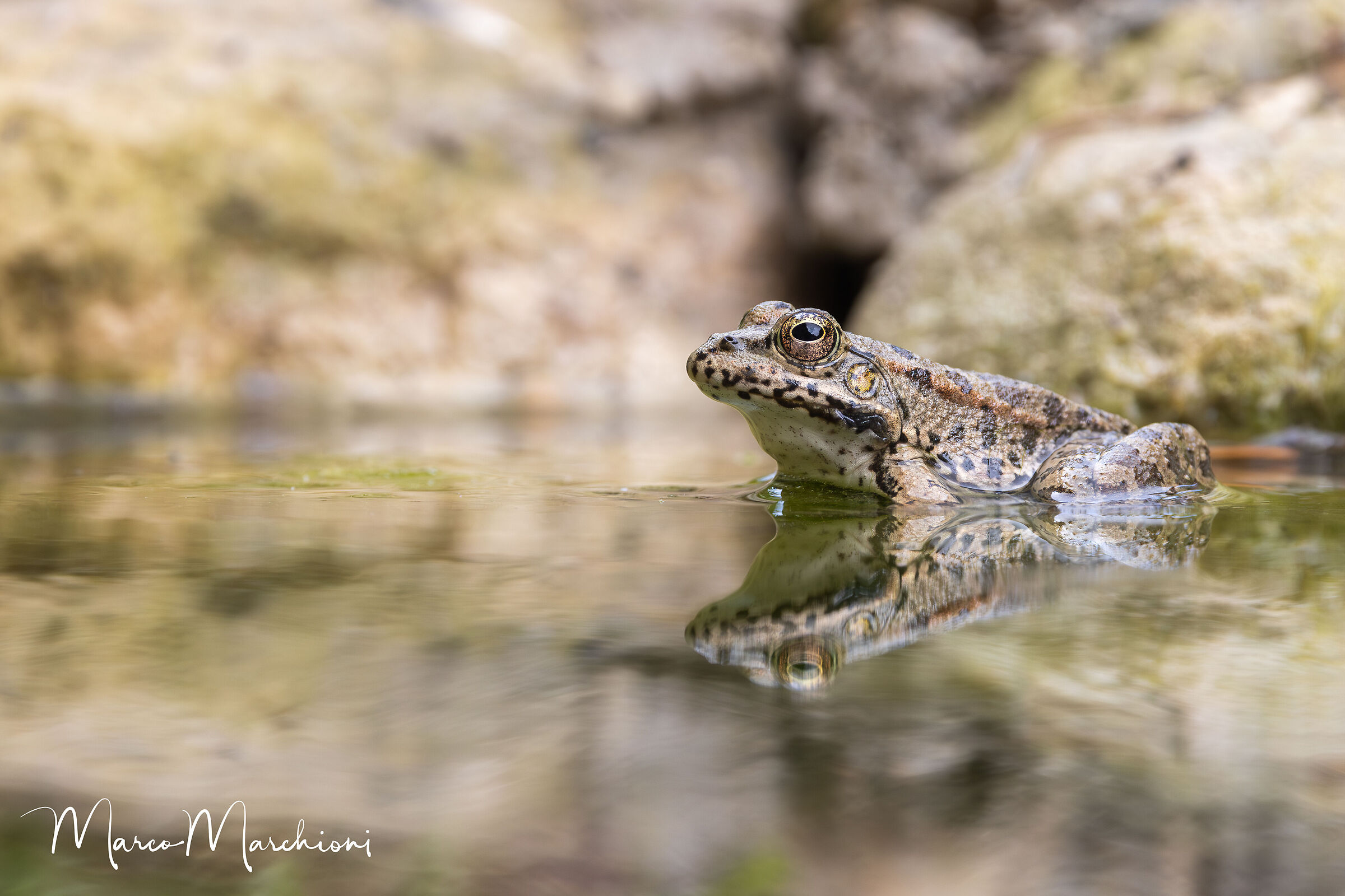 Pelophylax cypriensis