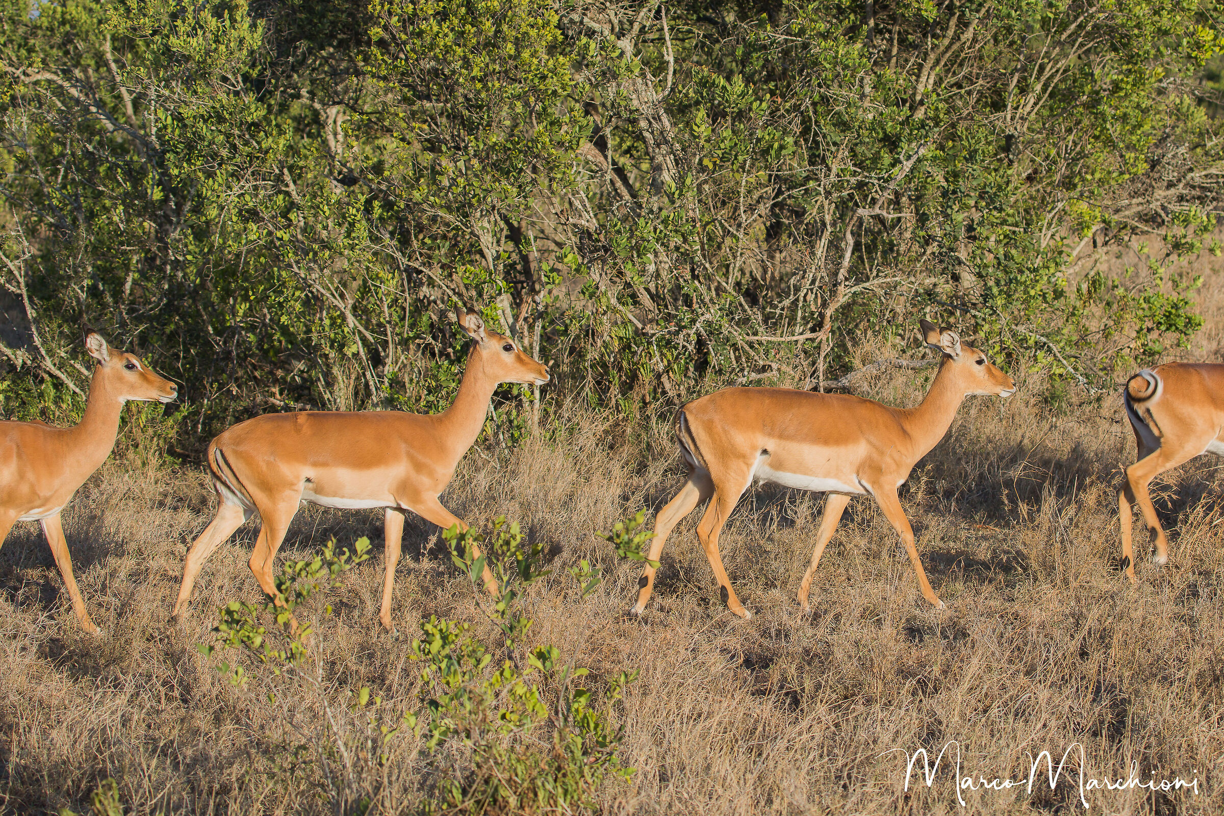 Impala (Aepyceros melampus)