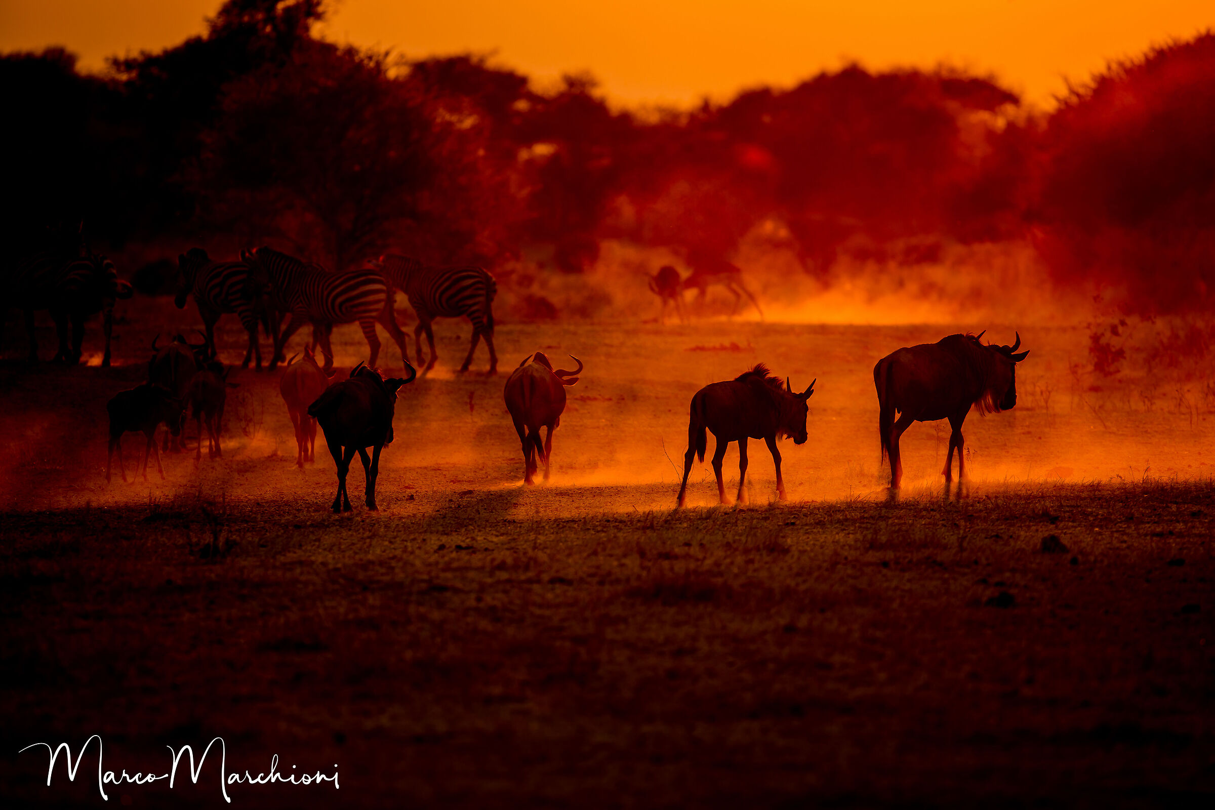 Savannah at sunset