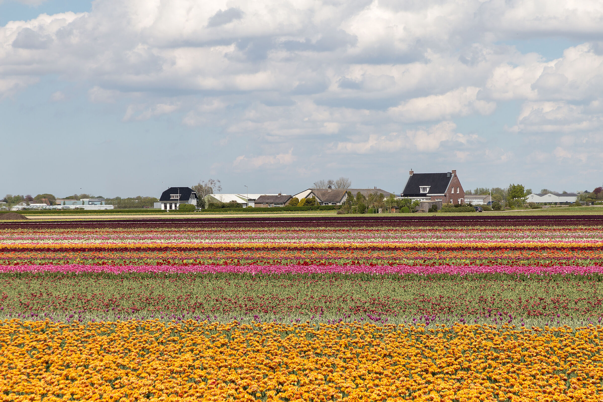 lisse campi di tulipani