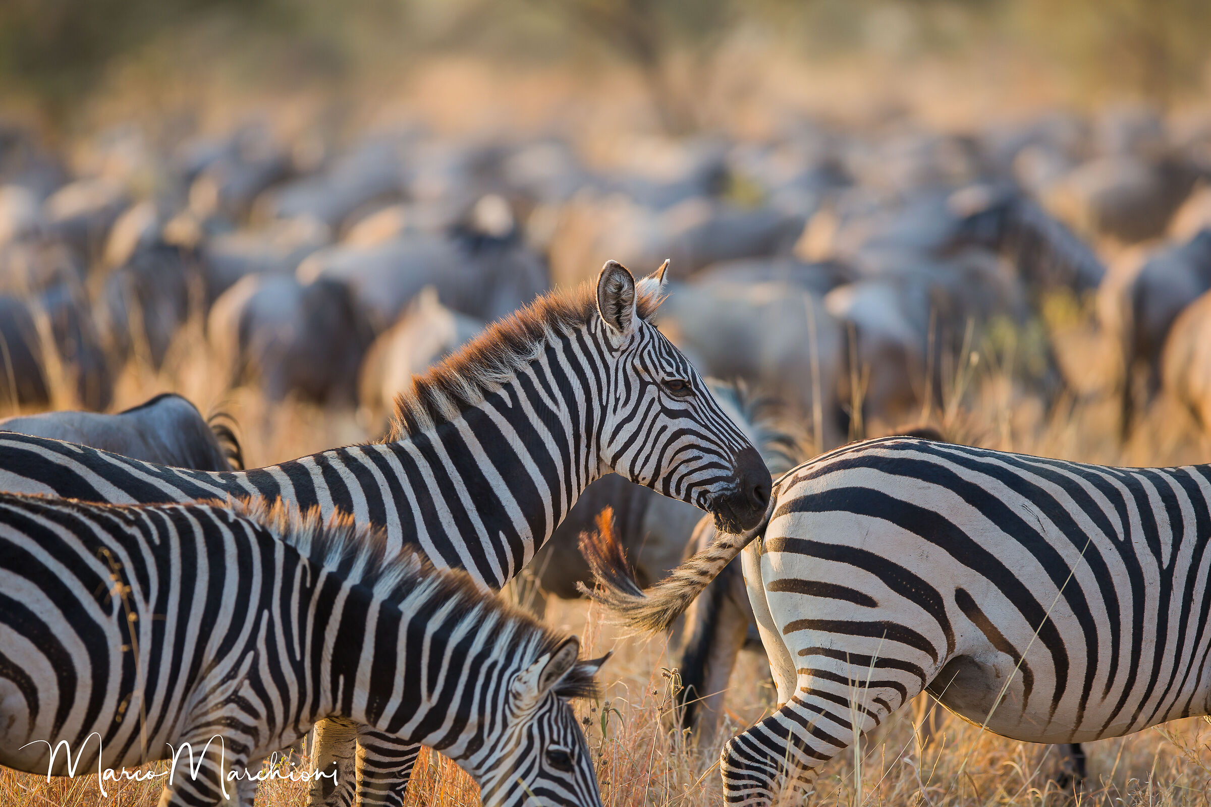 Common zebra (Equus quagga)