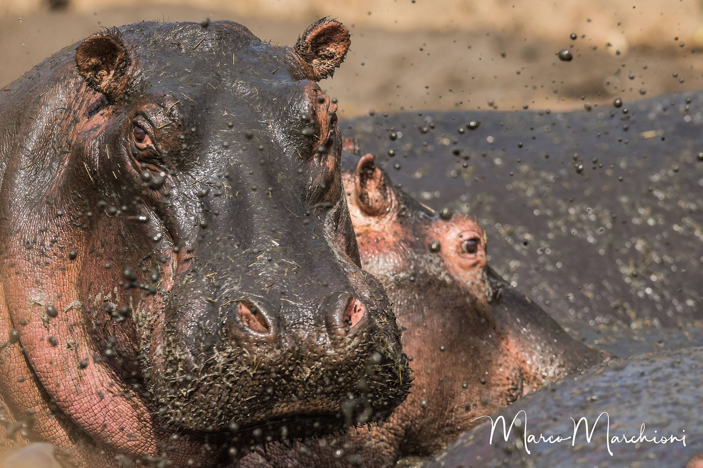Hippopotamus (Hippopotamus amphibius)