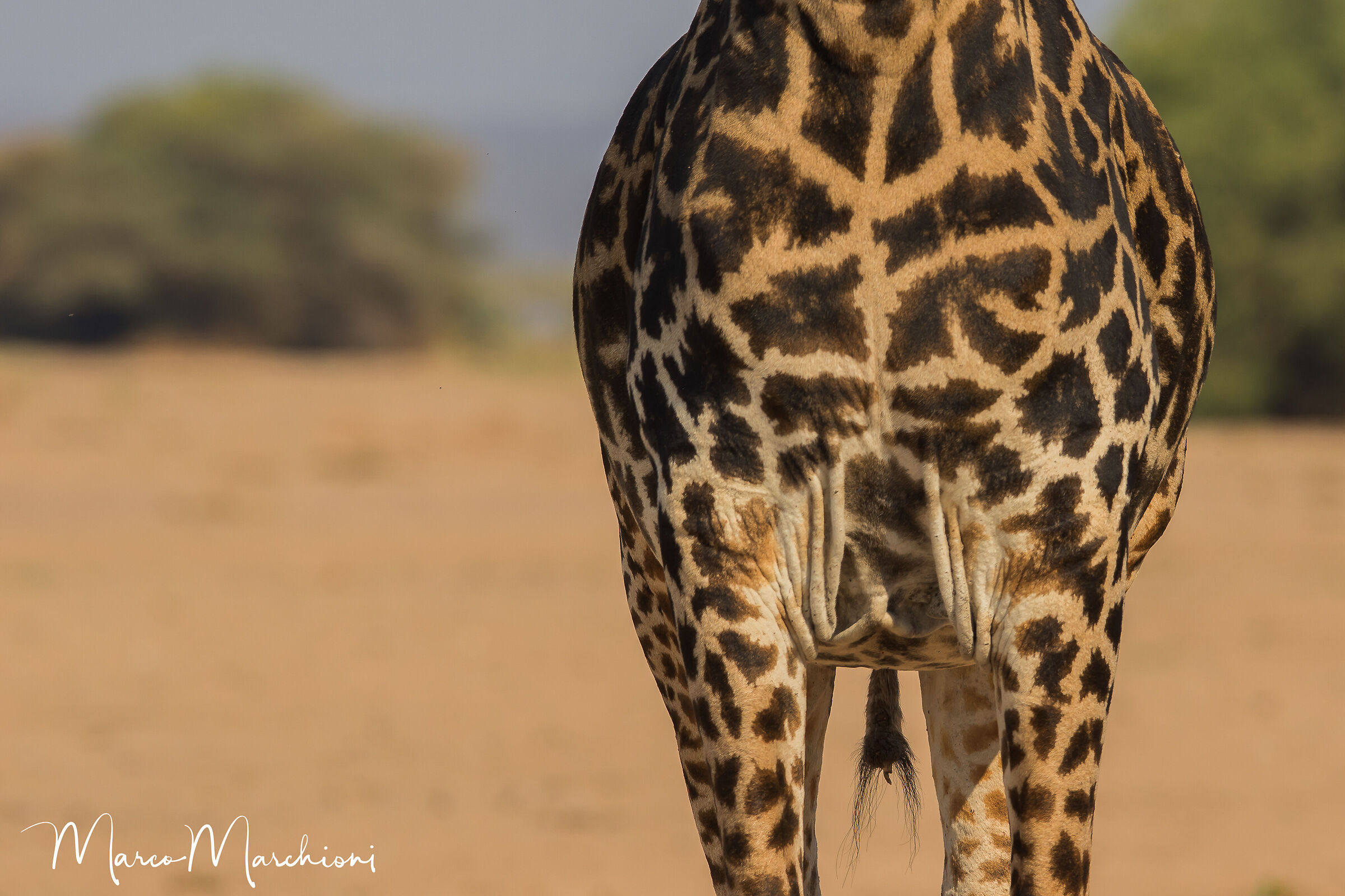 Giraffe (Giraffa camelopardalis)