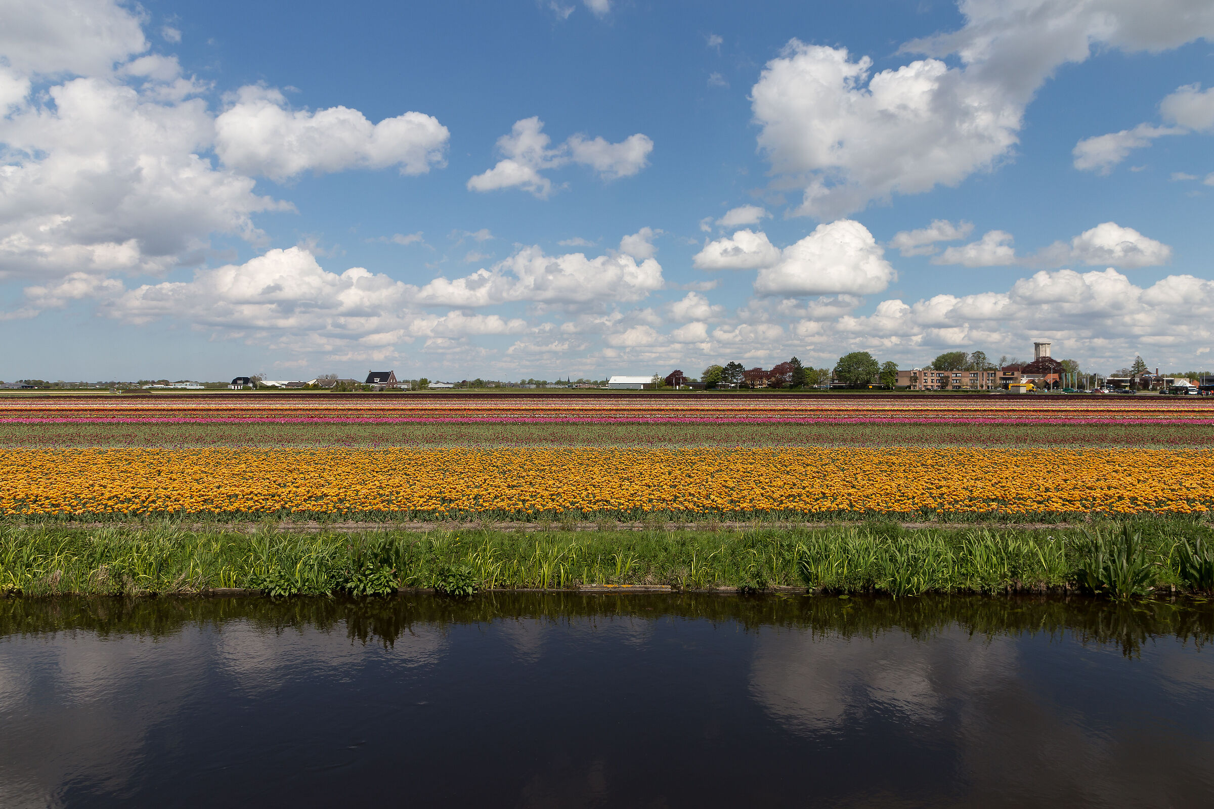lisse campi di tulipani e canale