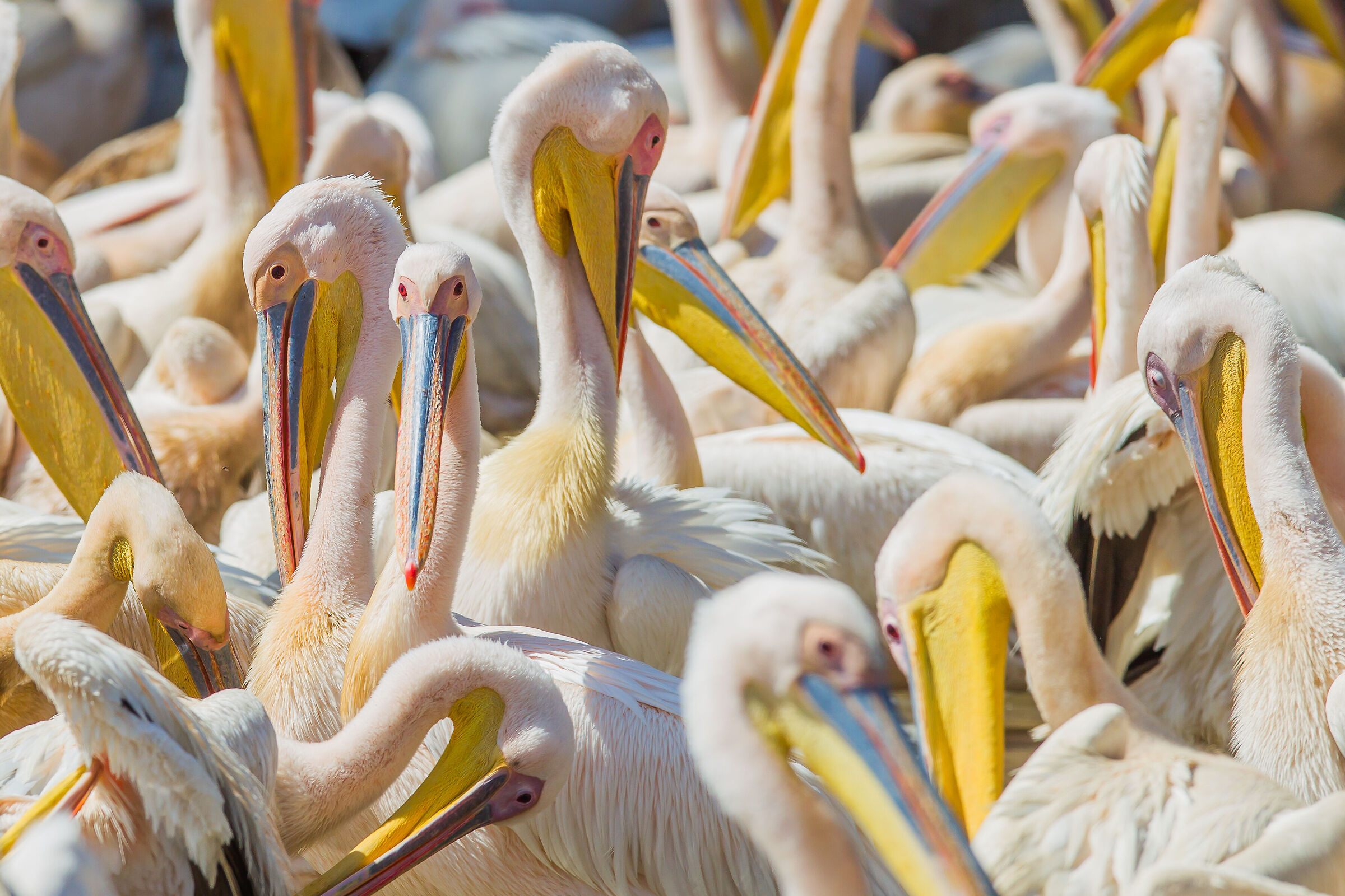 Pelecanus onocrotalus