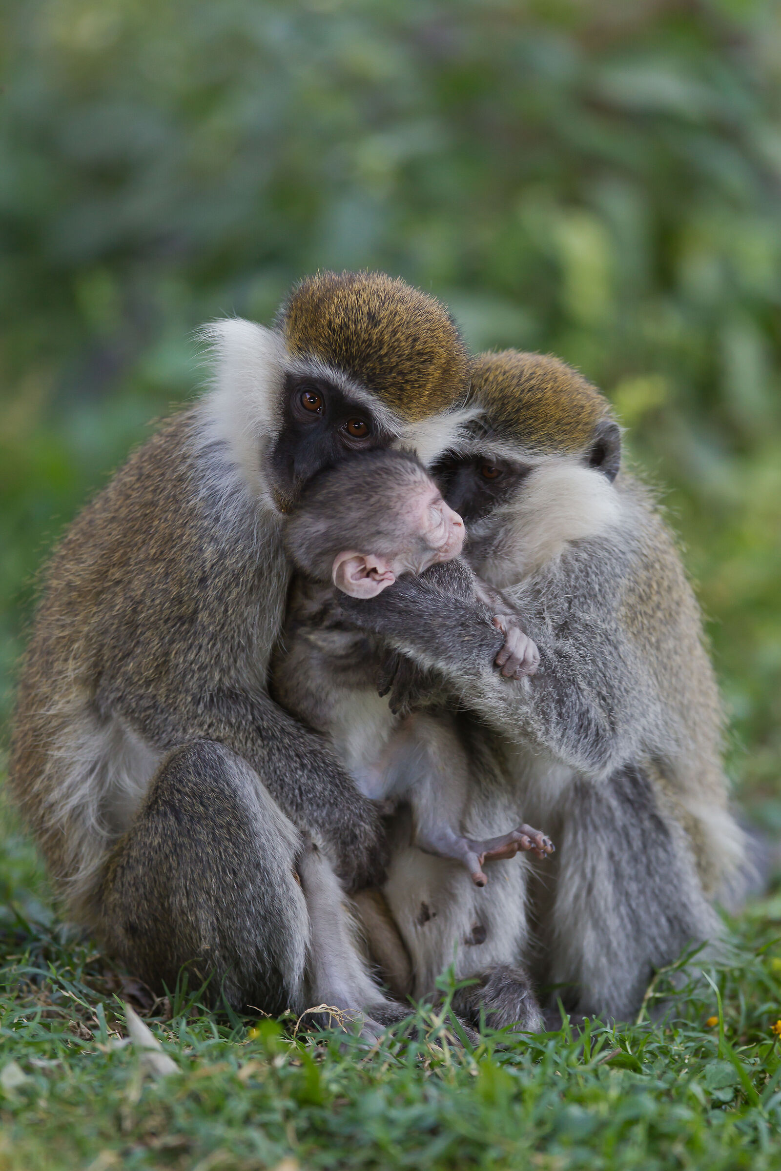 Chlorocebus aethiops