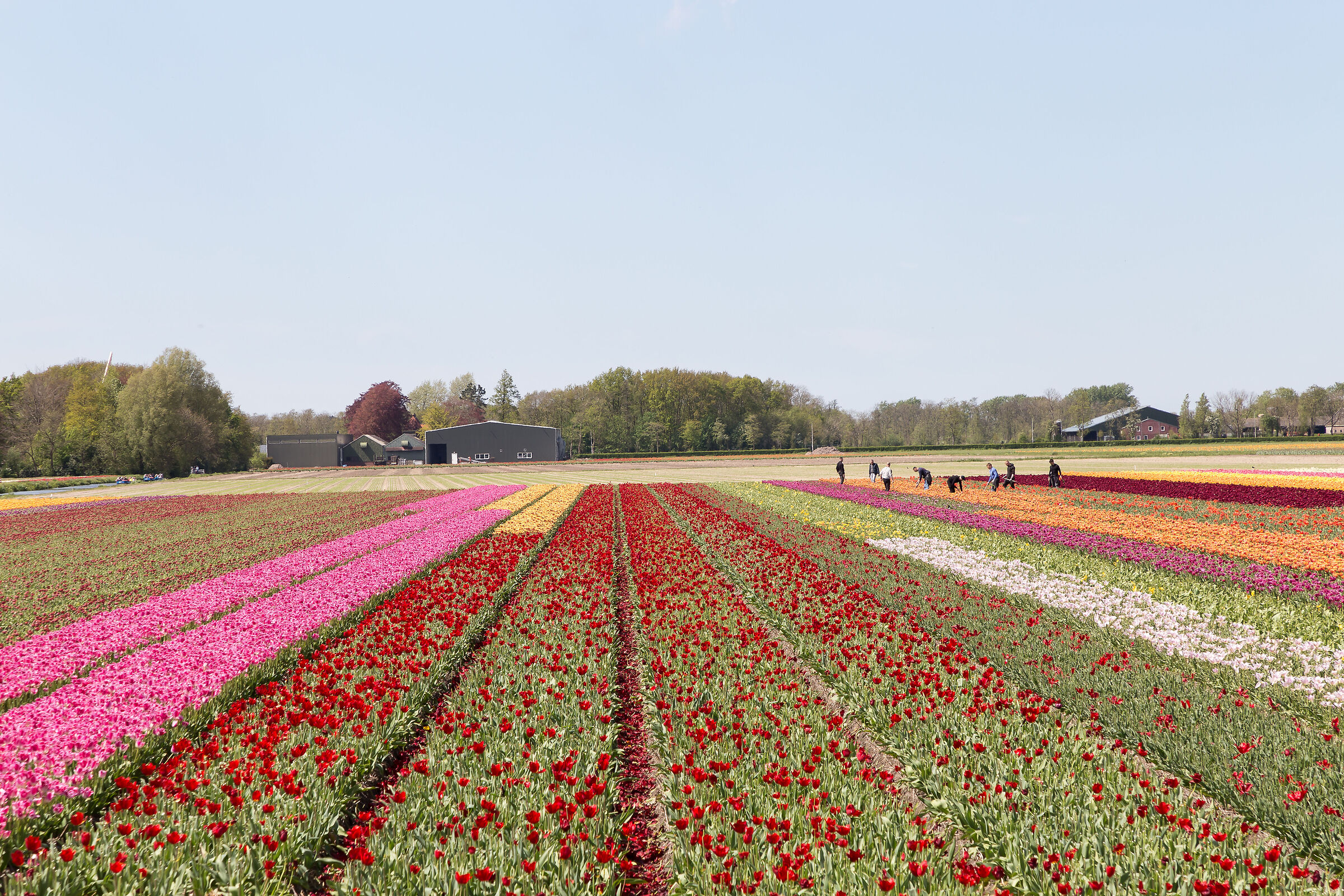 lisse lavoro nei campi di tulipani