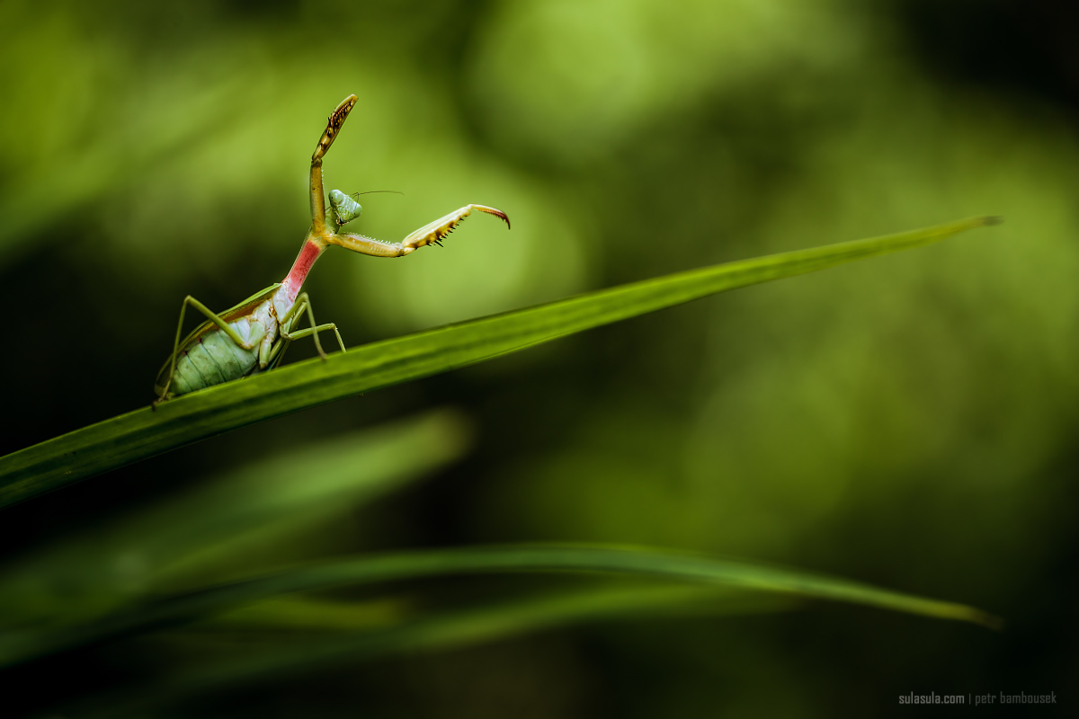 Praying Mantis defensive pose | Borneo