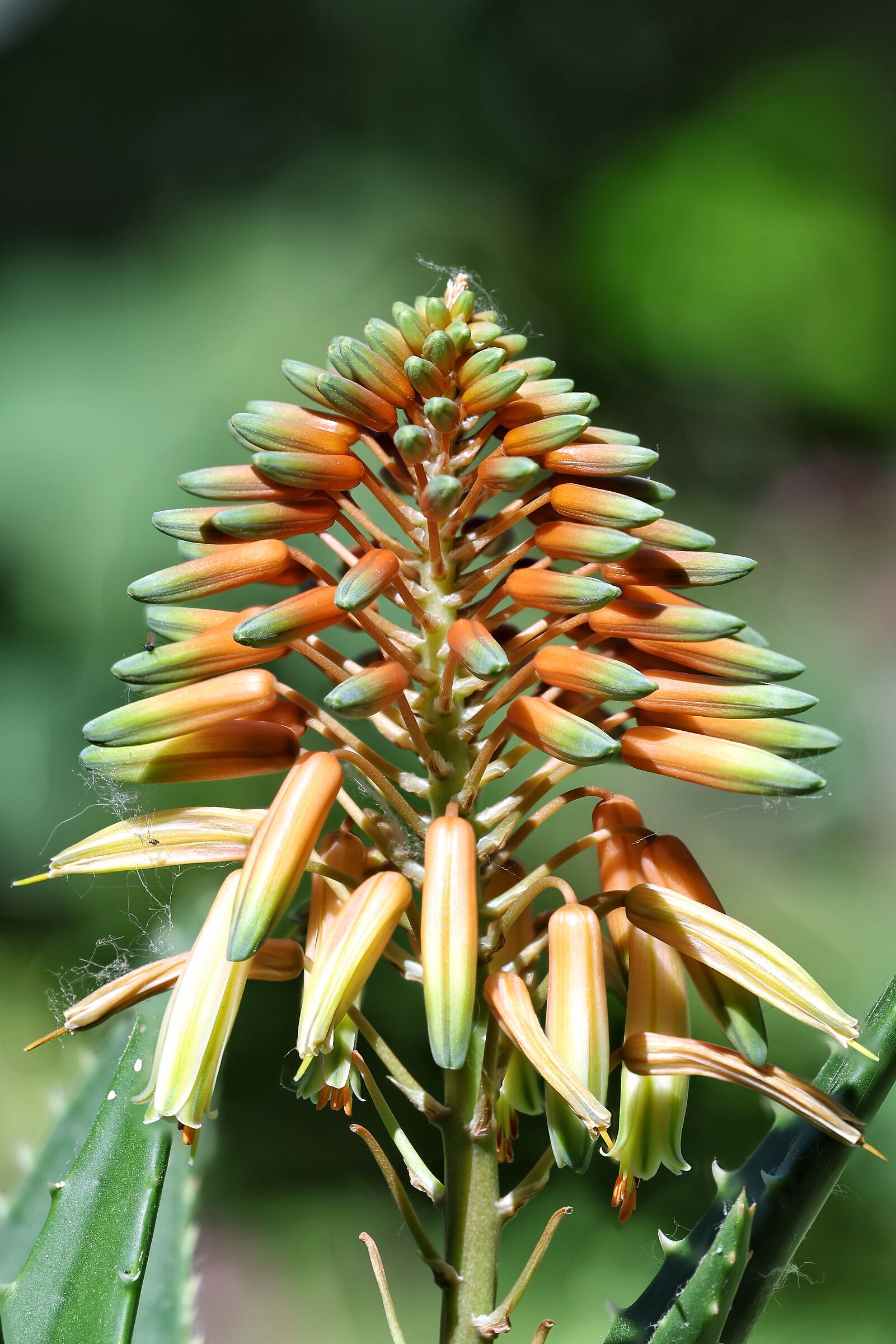 Aloe vera