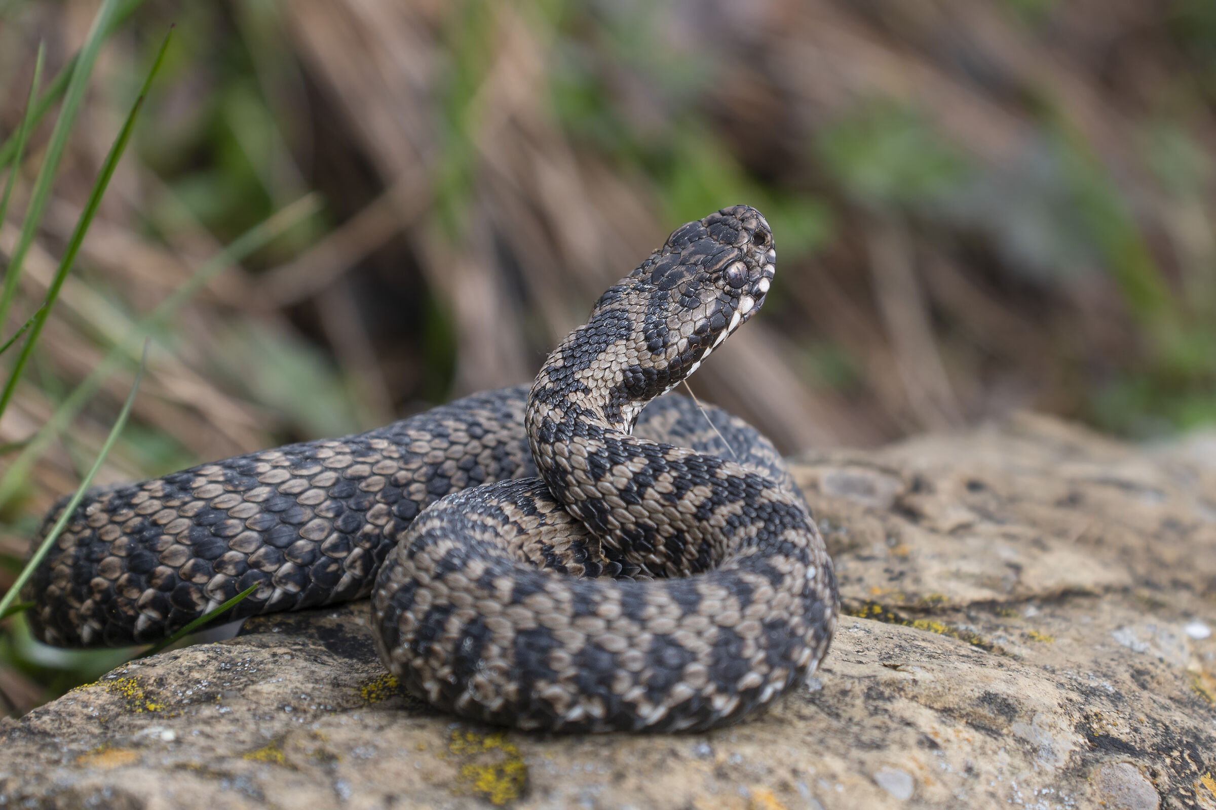 Marasso (vipera berus)