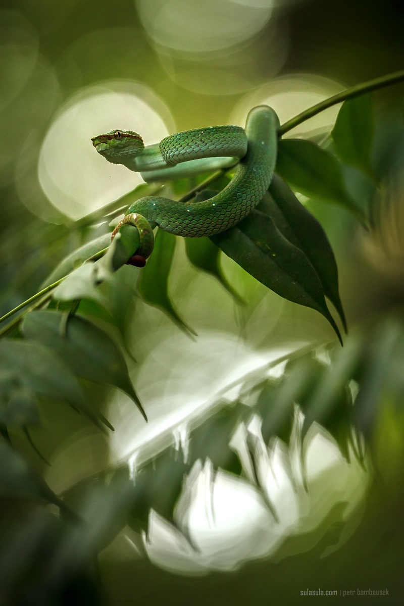 Waglers Pit Viper | Borneo