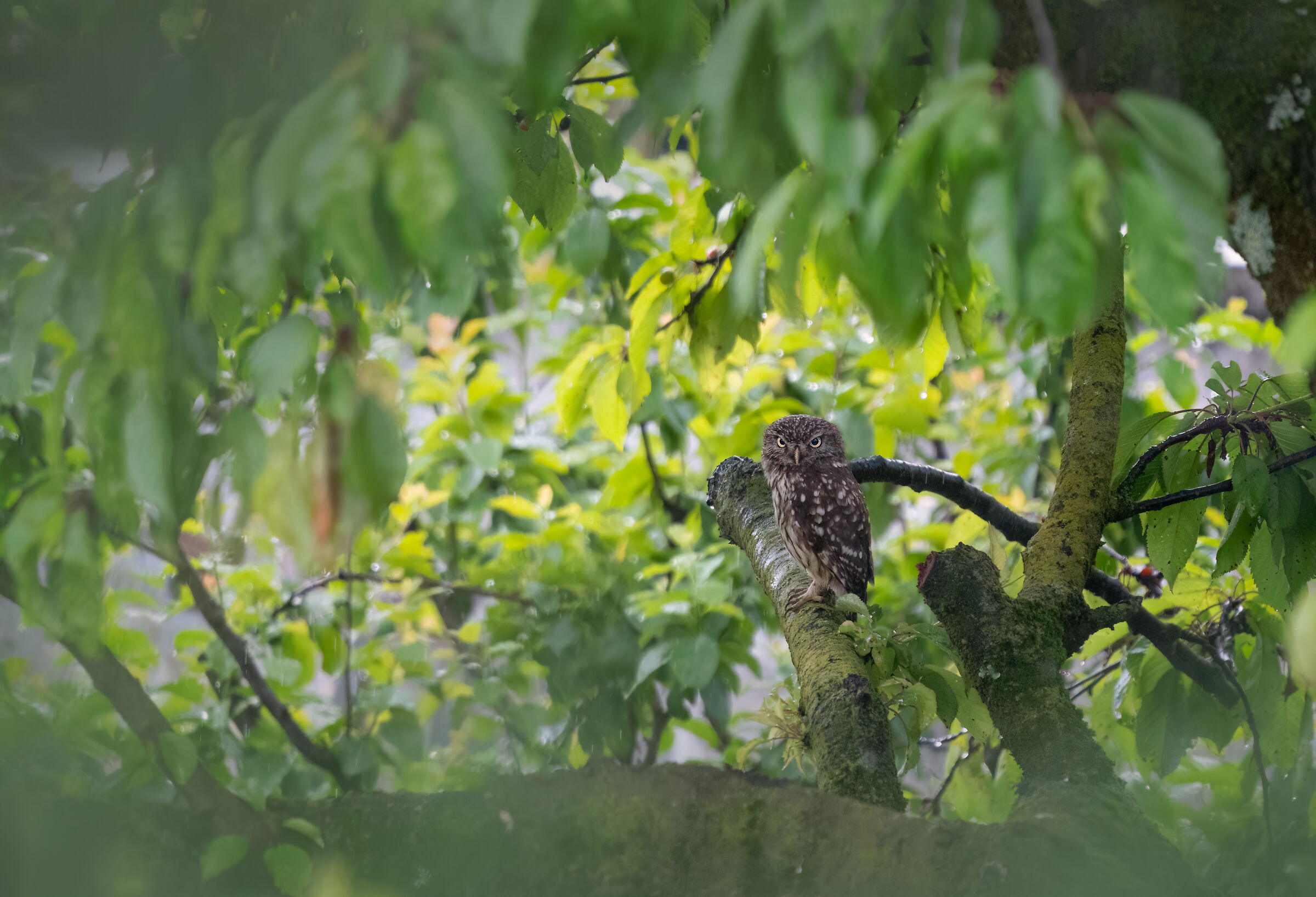 Sempre arrabbiata...