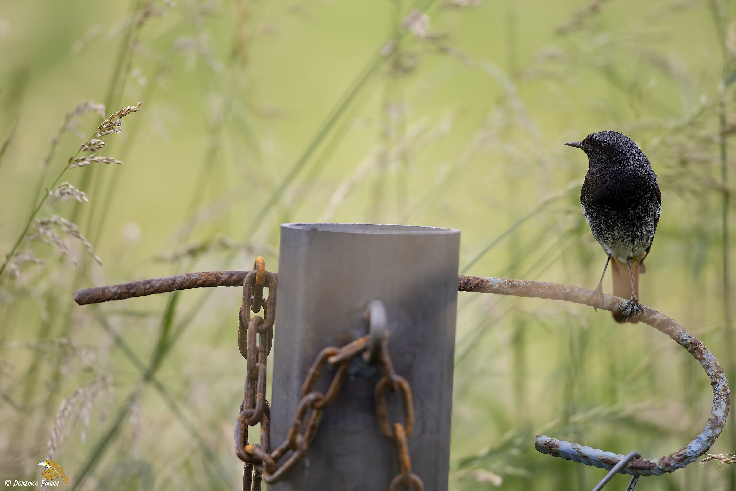 codirosso spazzacamino