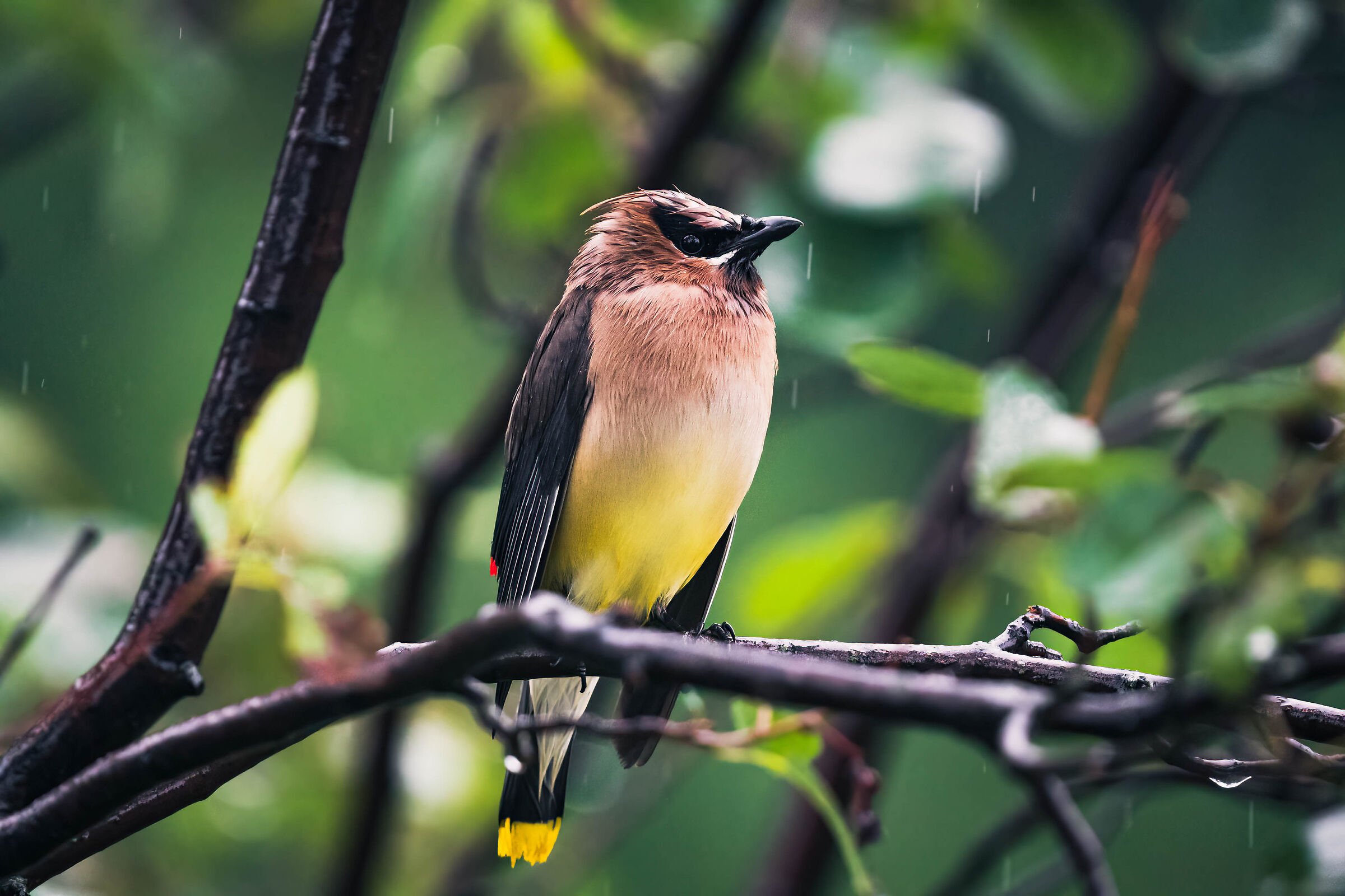 Cedar Waxwing