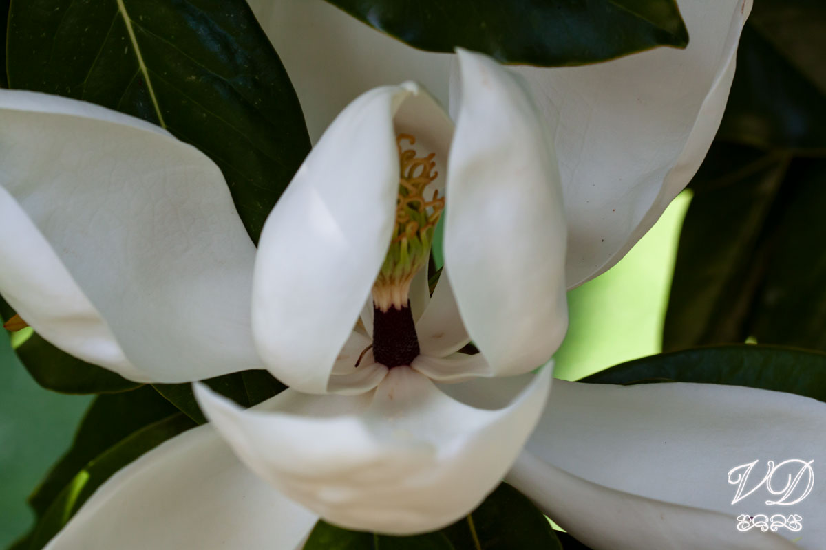 Magnolia