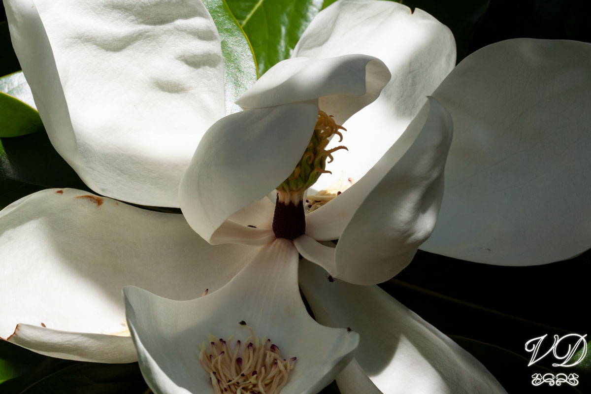 Magnolia