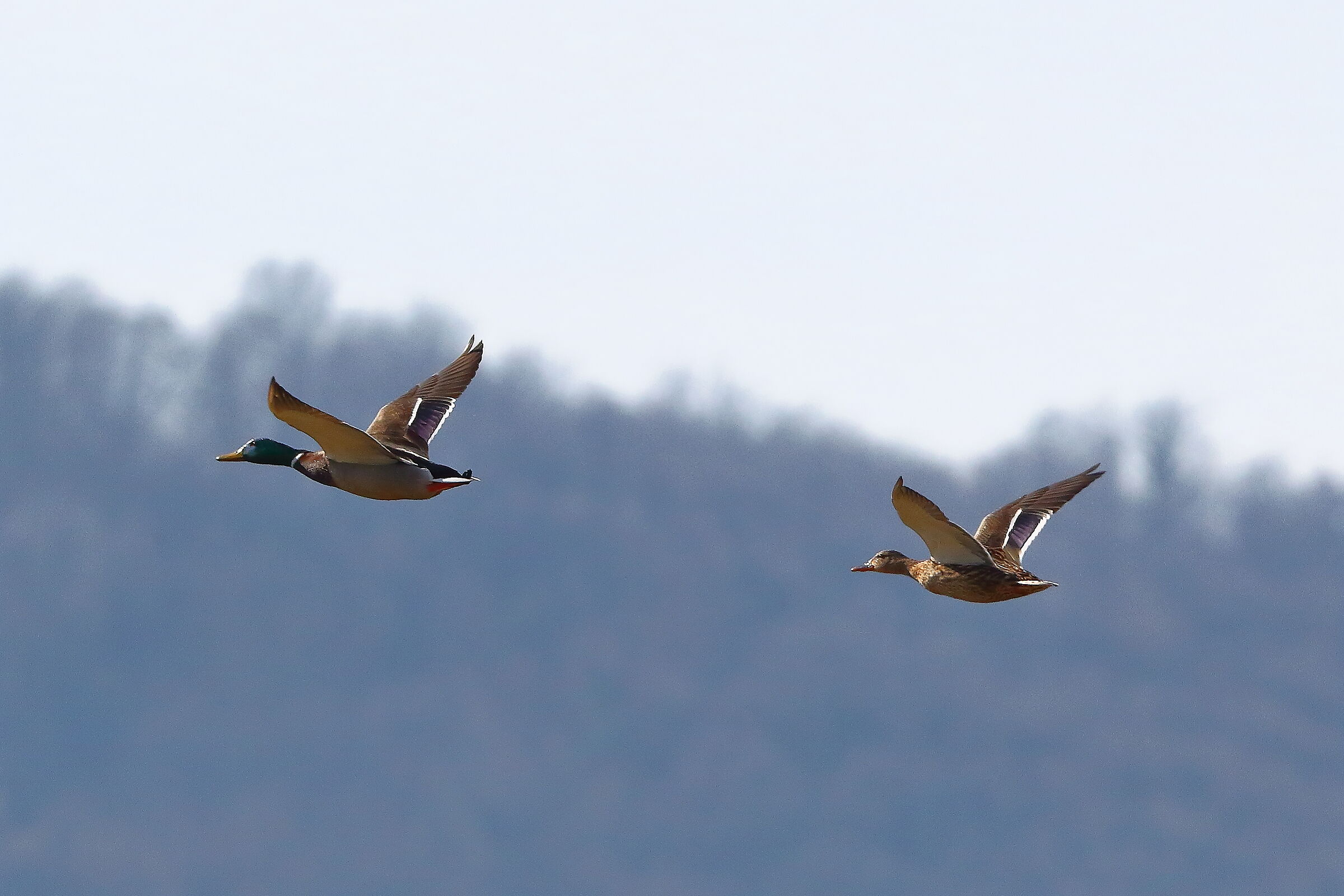 Germani 13 March 2024 - 7034