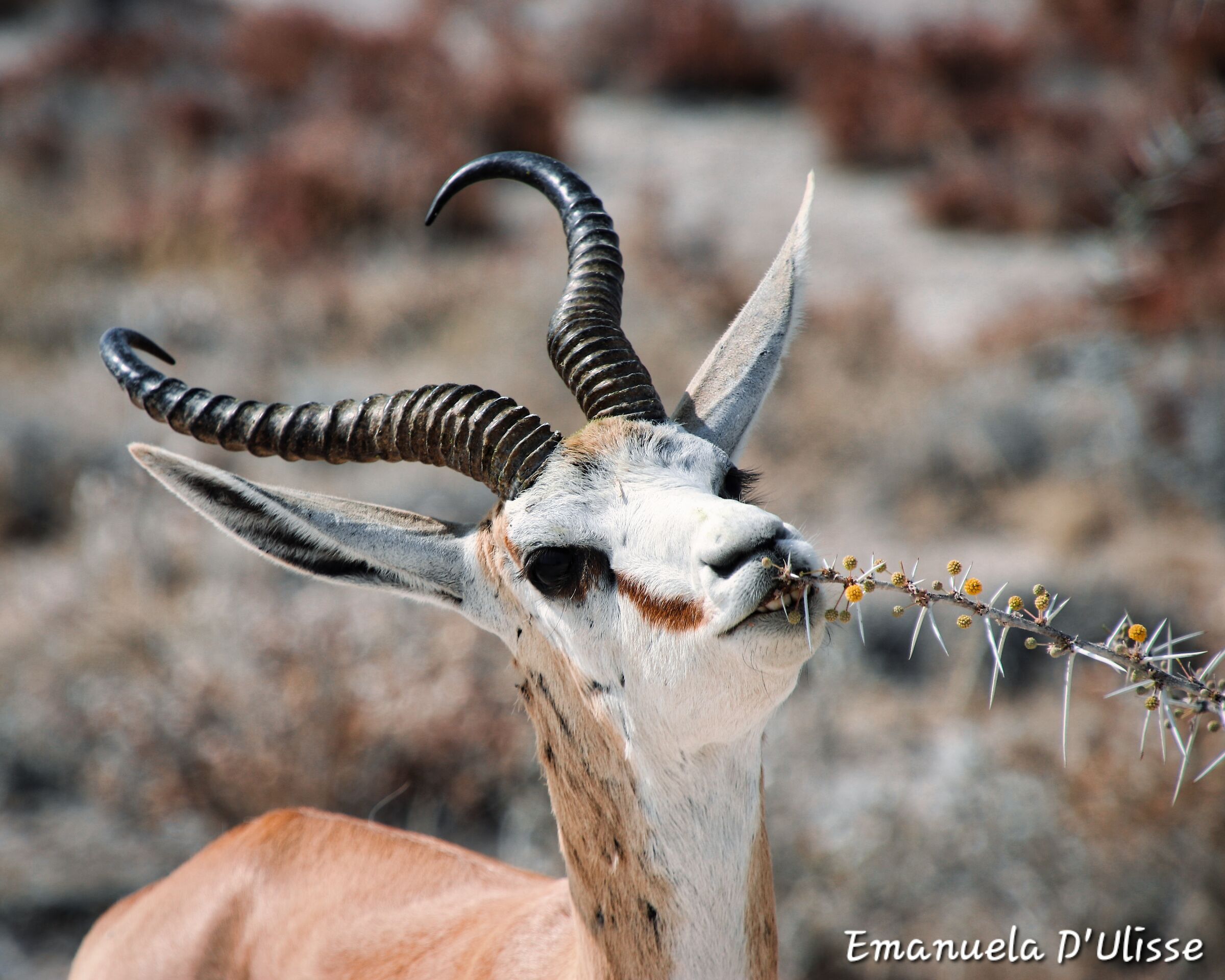 Etosha National Park_Namibia