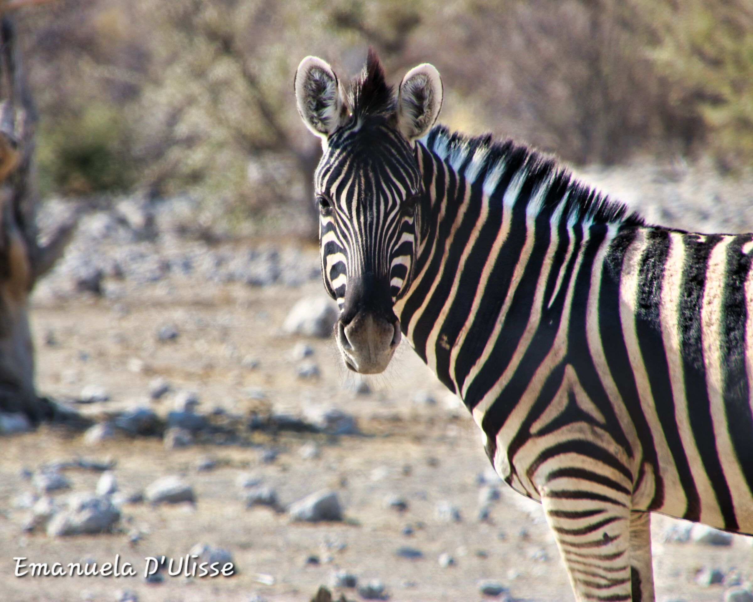 Etosha National Park_Namibia