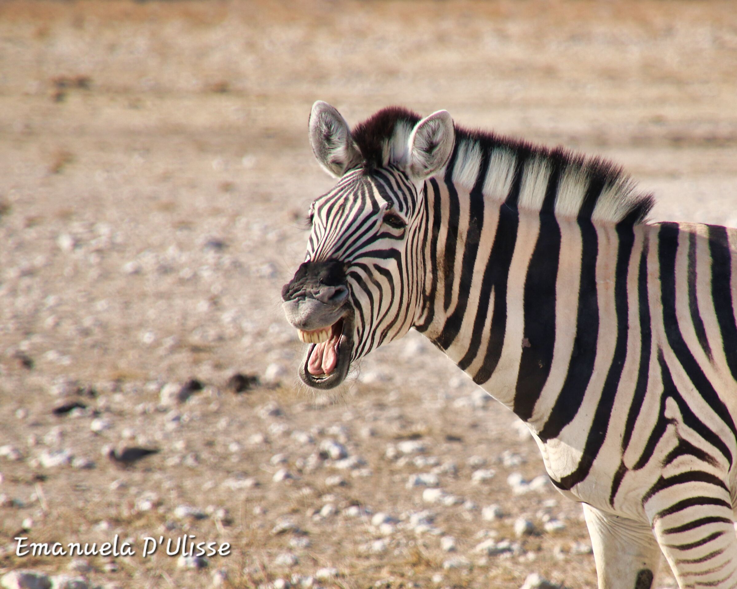 Etosha National Park_Namibia