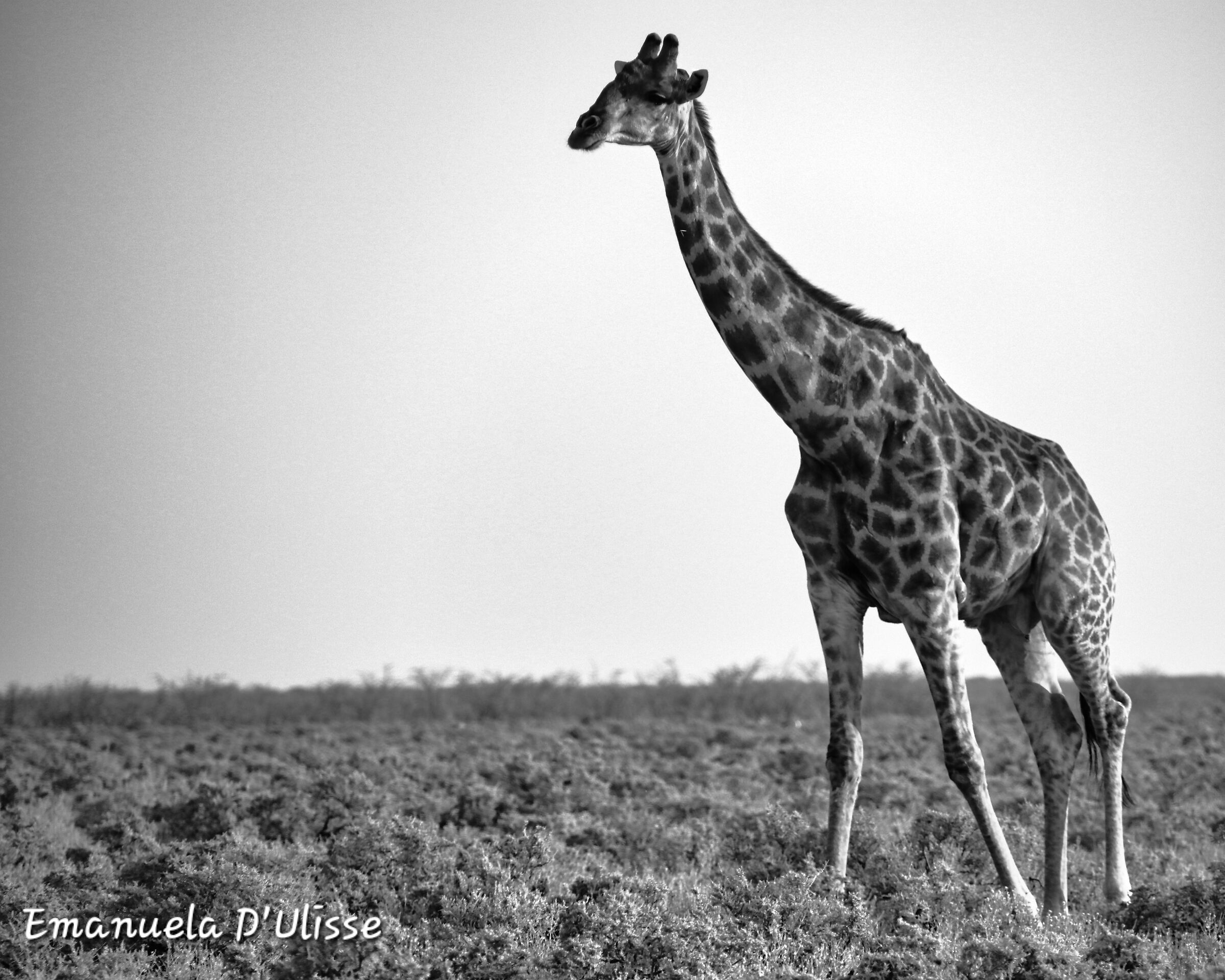 Etosha National Park_Namibia