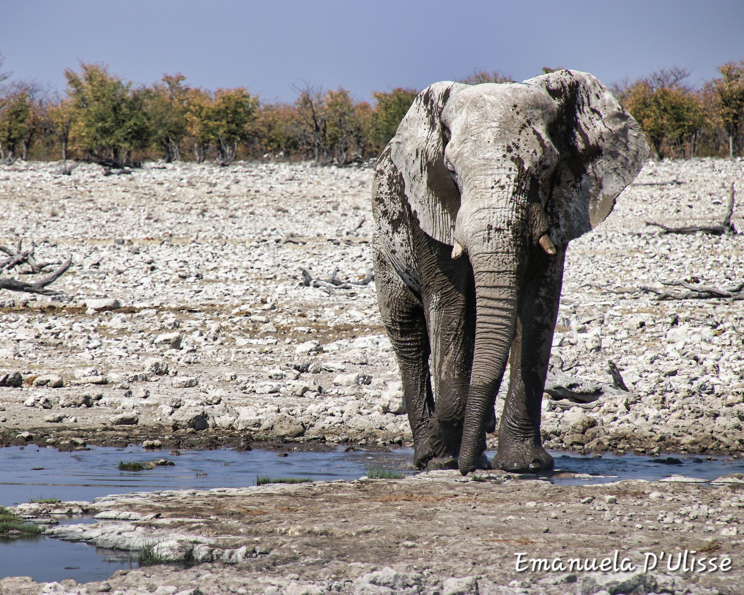 Etosha National Park_Namibia