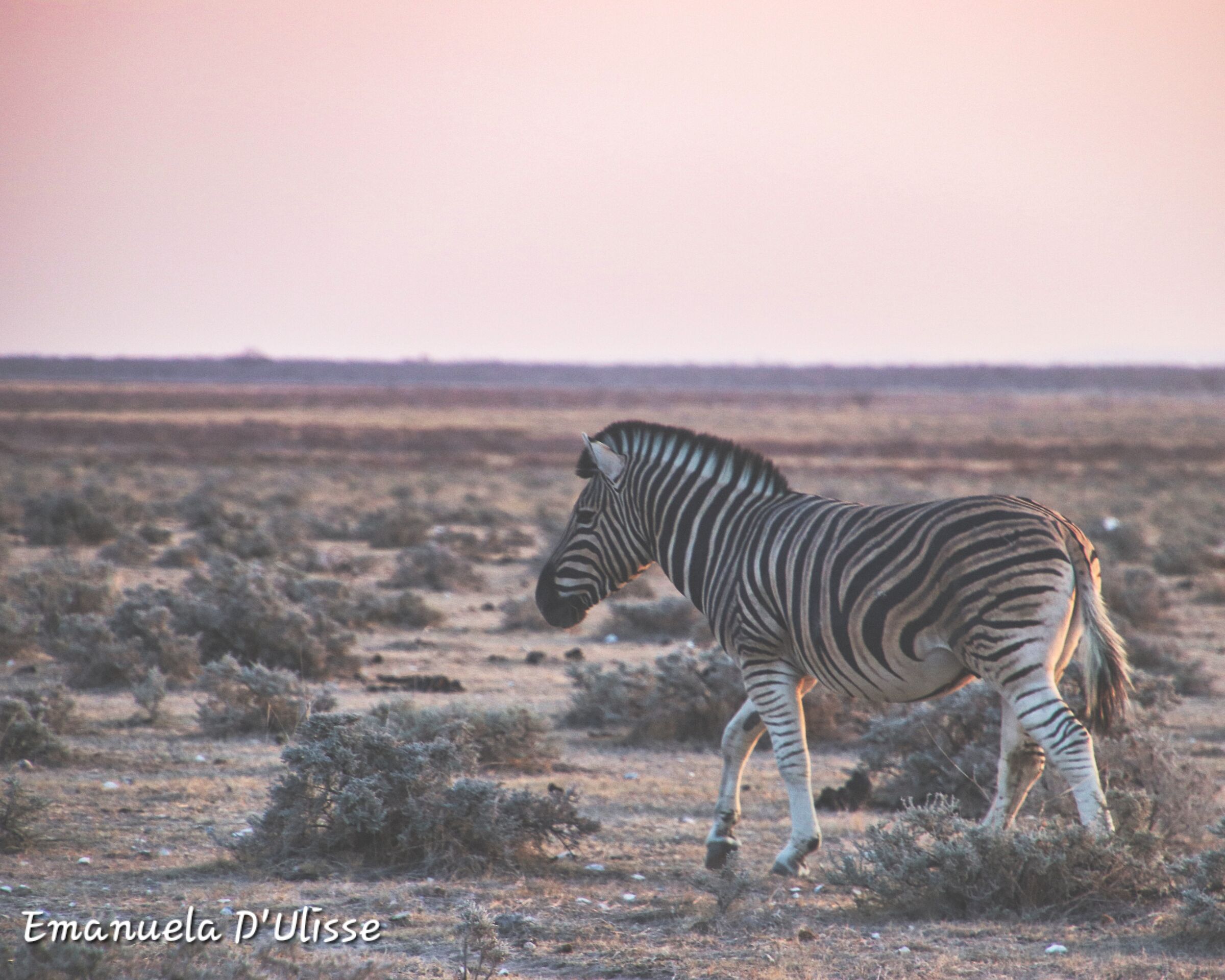 Etosha National Park_Namibia